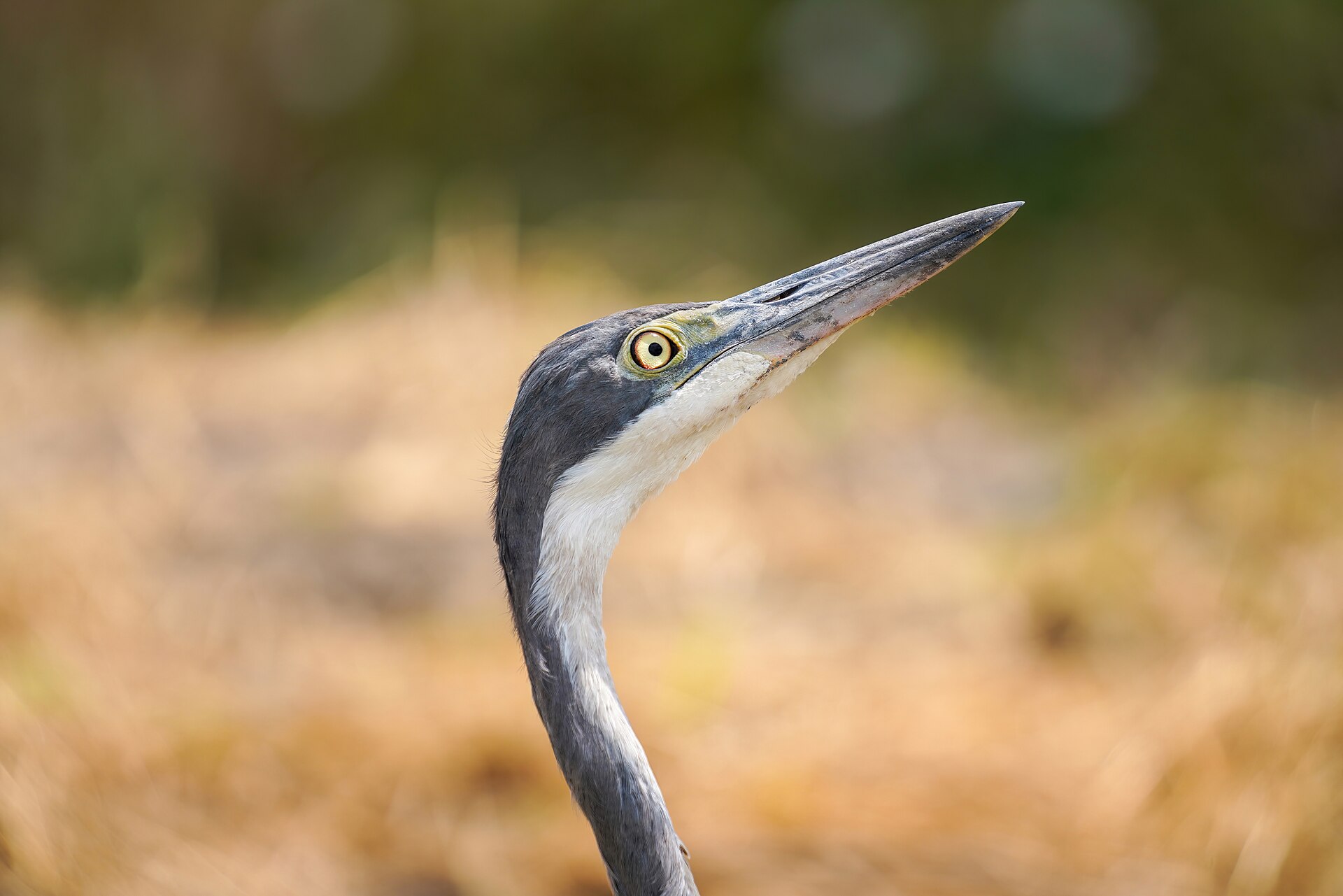 Black Heron Black Heron (Nycticorax nycticorax)