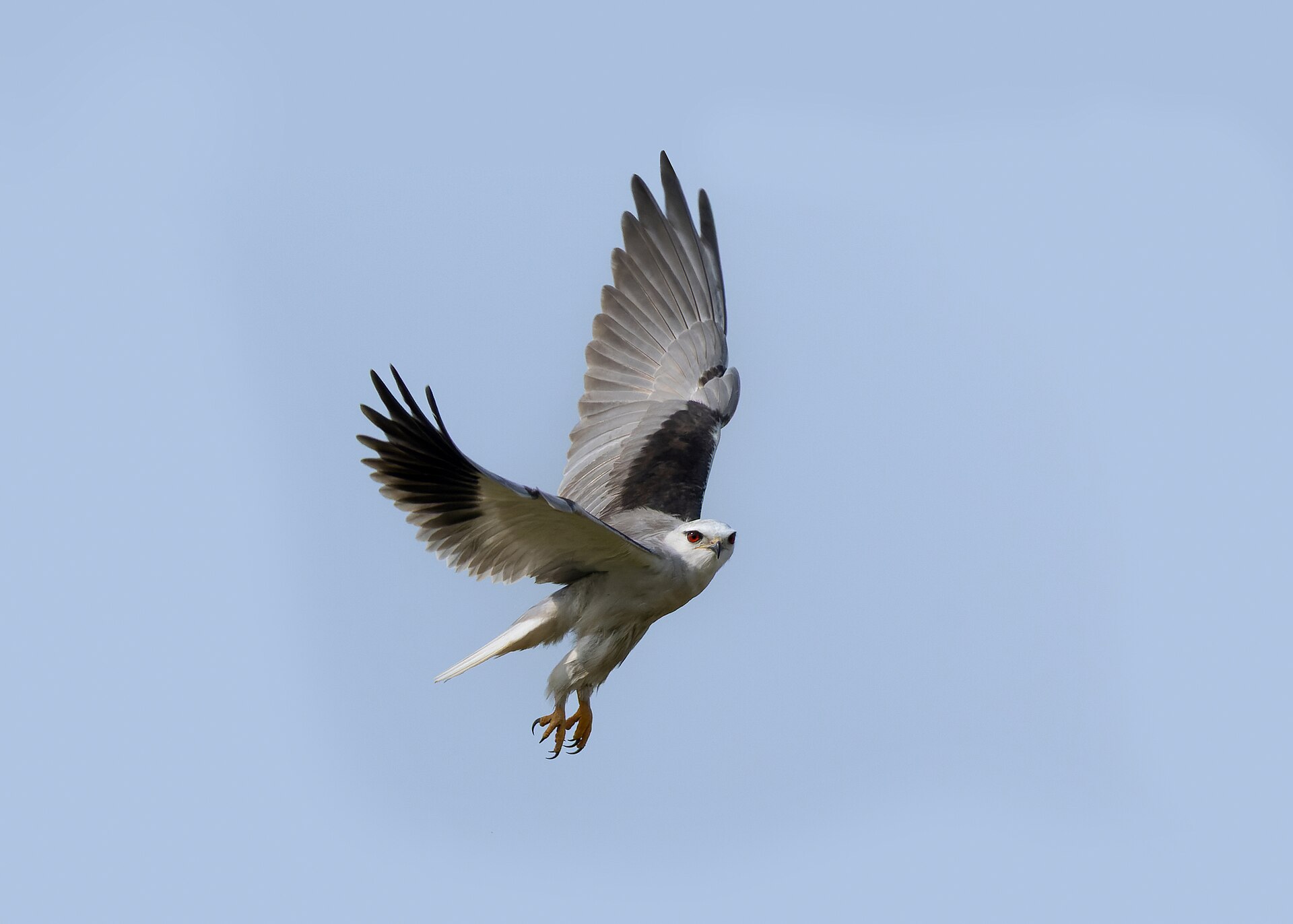 Black Kite (Milvus migrans)