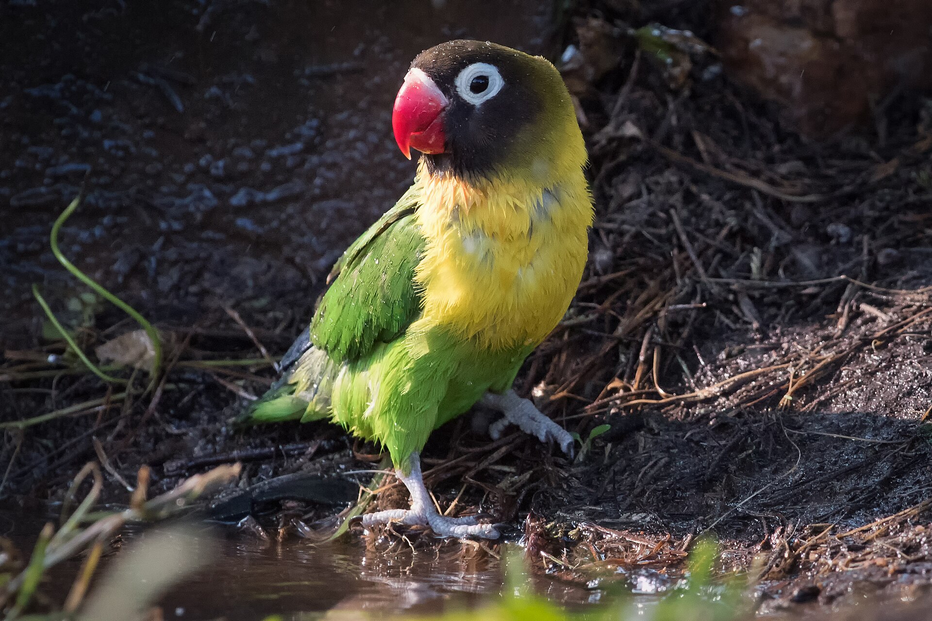 Black-masked Lovebird (Agapornis personata)