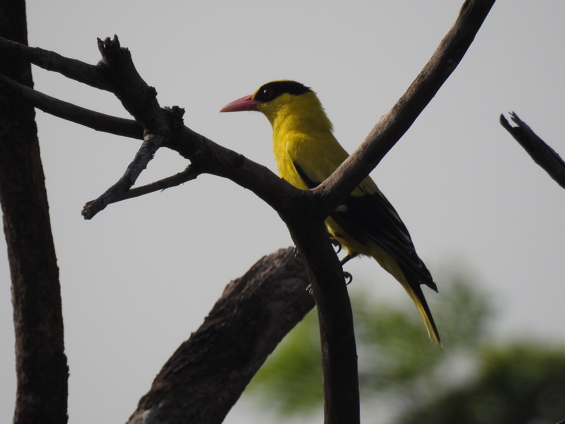 Black-naped Oriole (Oriolus chinensis)