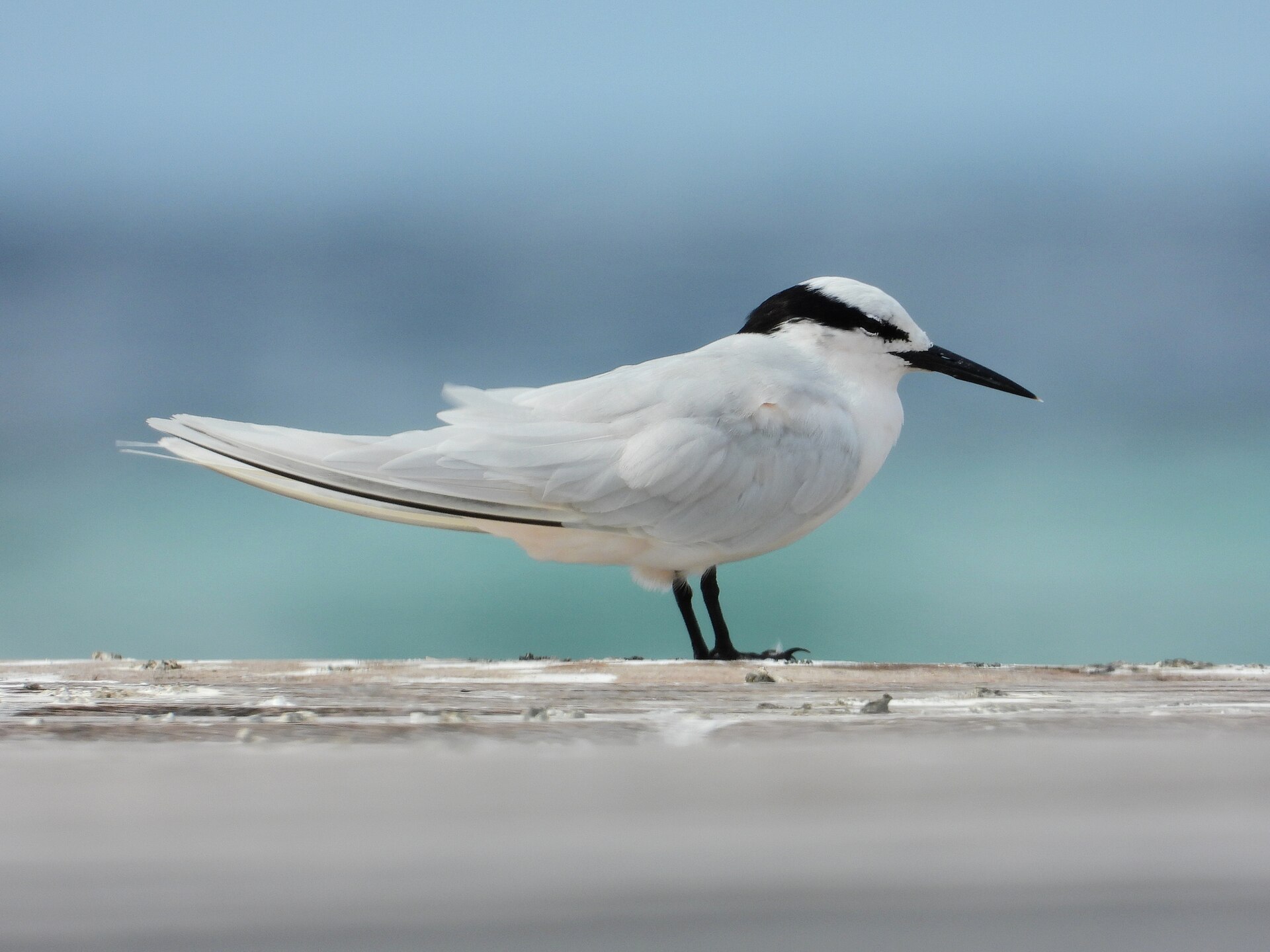 Black-Naped Tern (Sterna sumatrana)