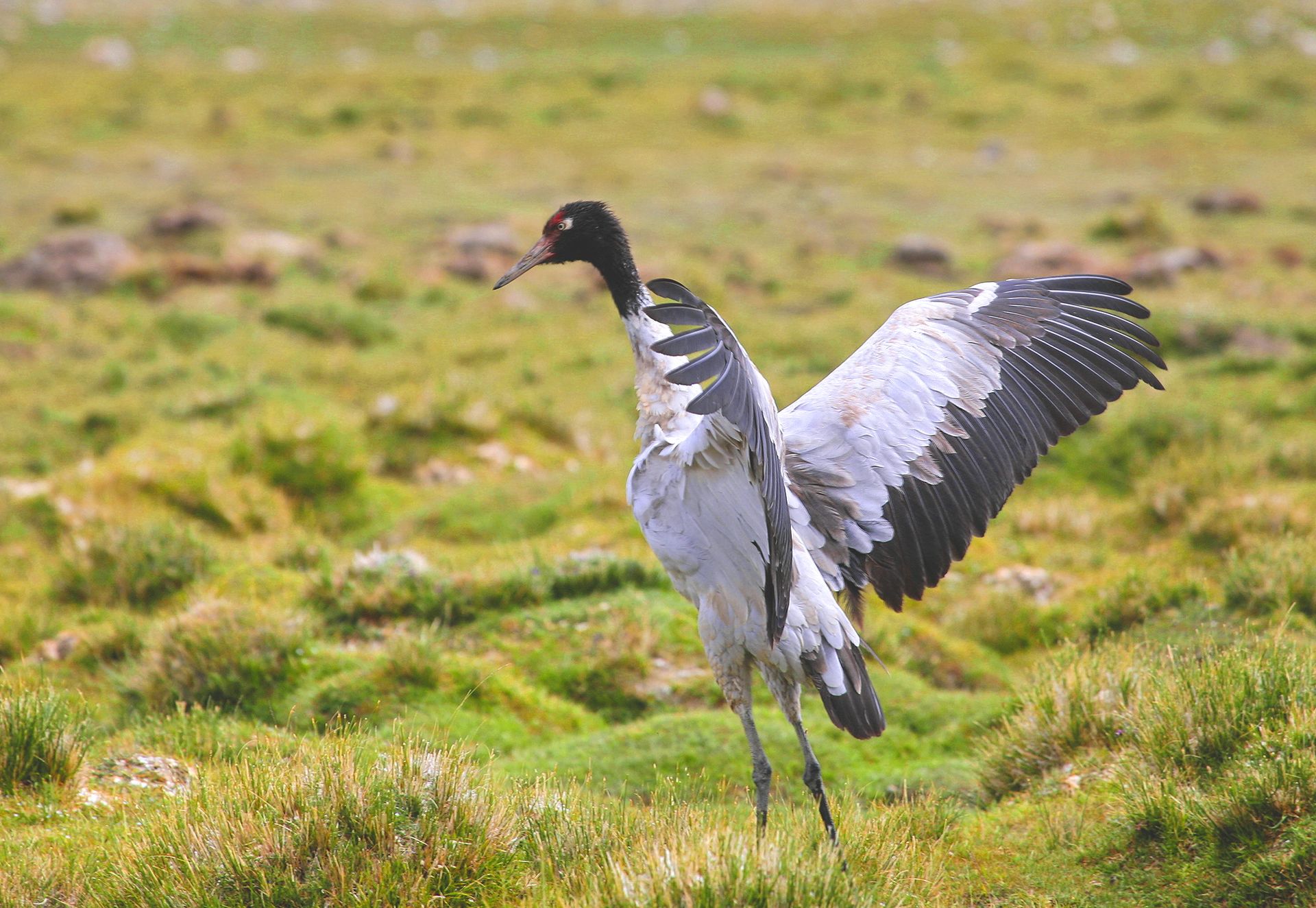 Black-necked Crane Breeding ()