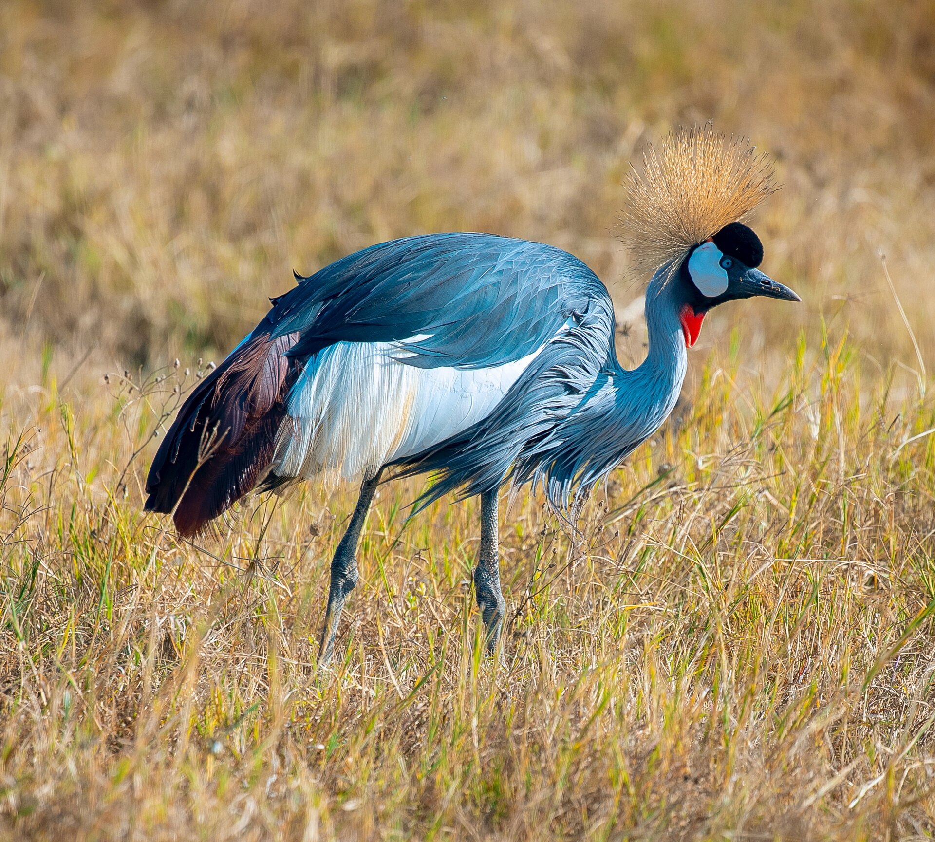Black-necked Crane Conservation Status Black-necked Crane Conservation Status ()