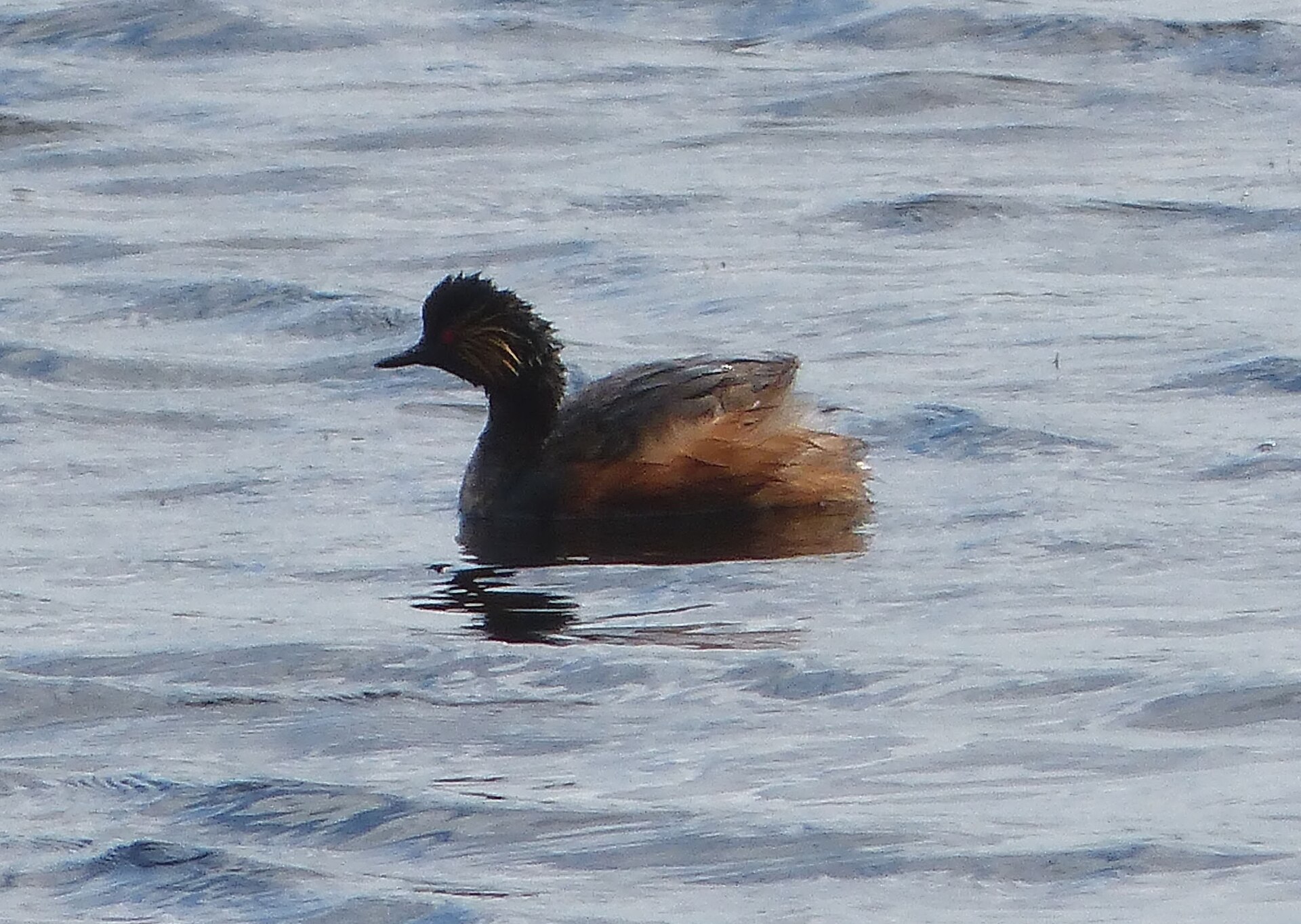 black necked grebe
