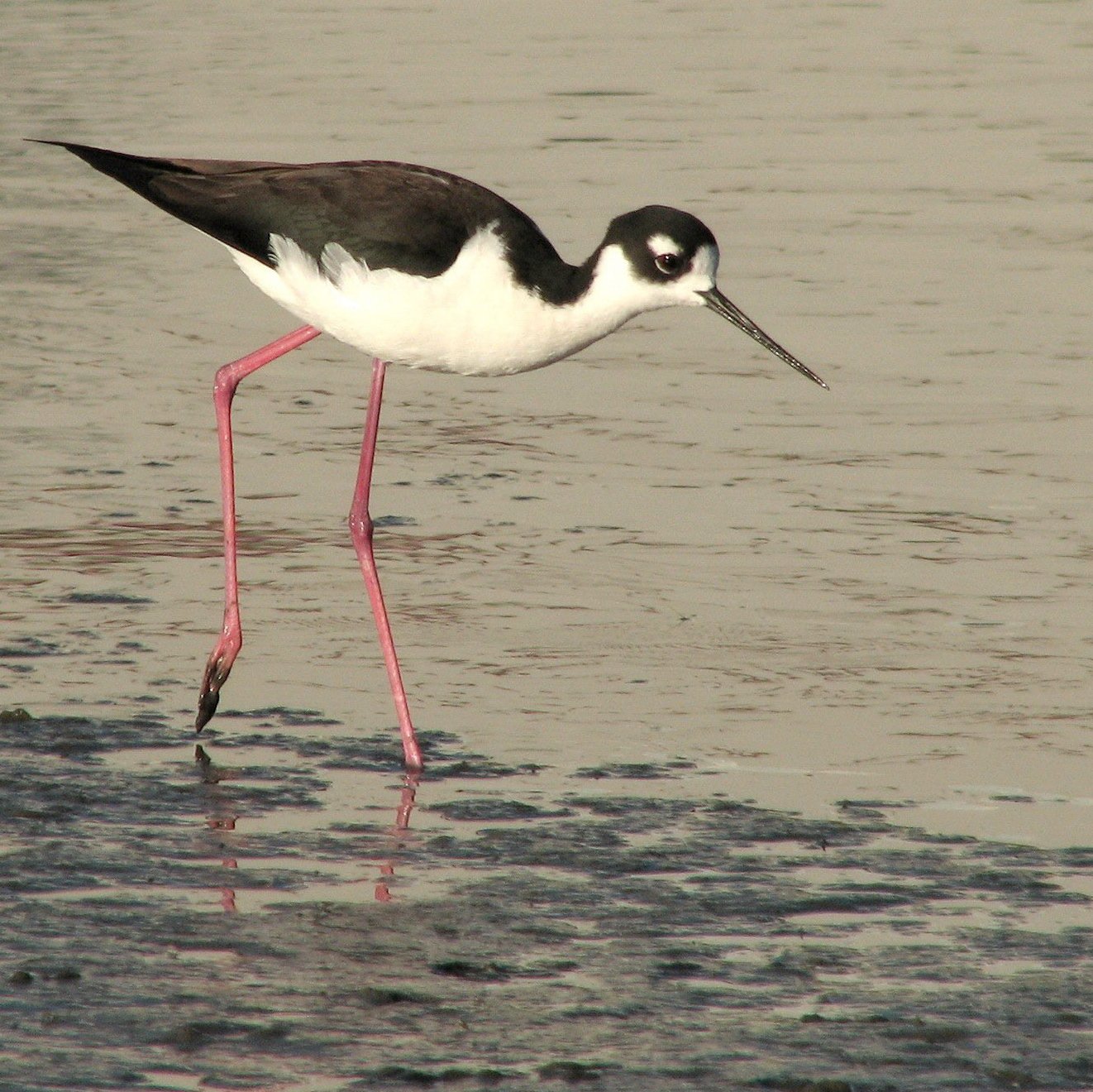 black necked stilt