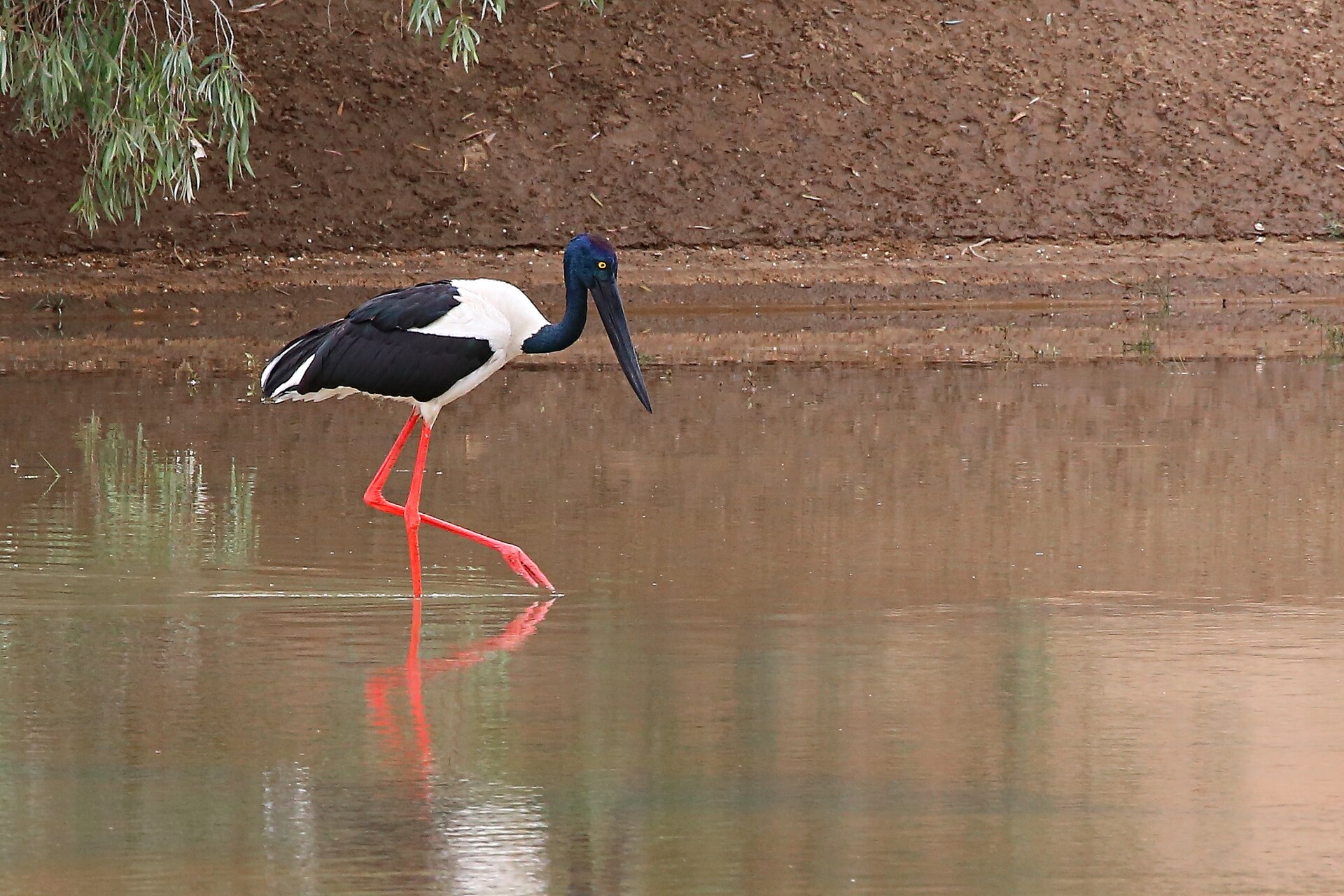 Black-necked Stork (Jabiru mycteria)