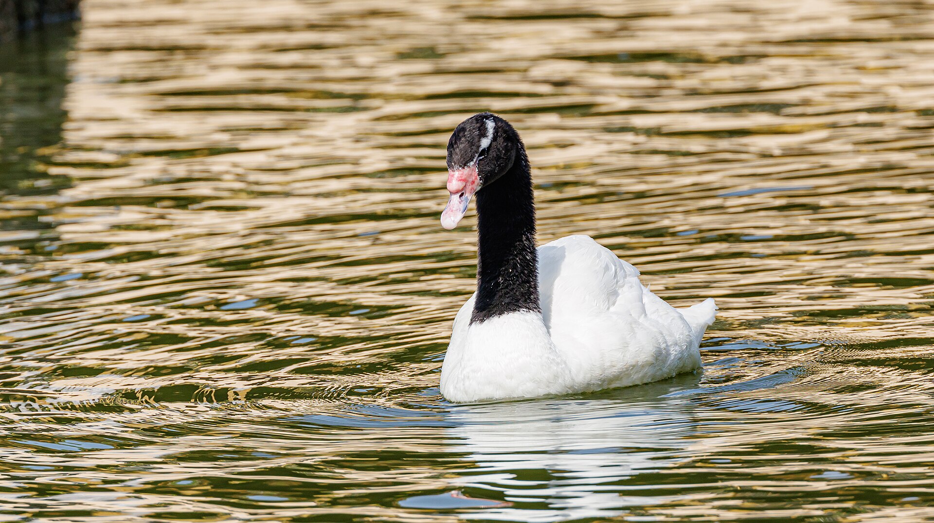 Black-necked Swan (Cygnus melancoryphus)