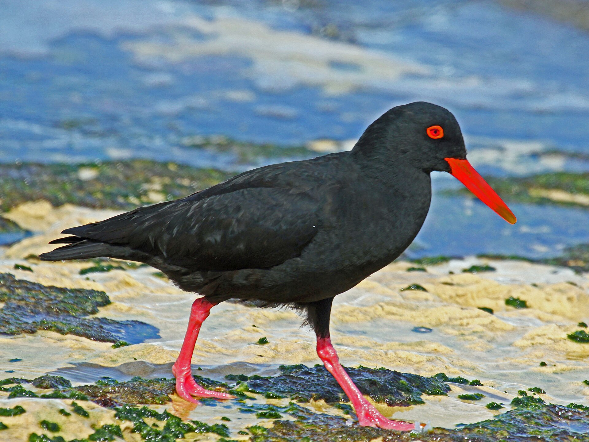 Black Oystercatcher (Haematopus moquini)
