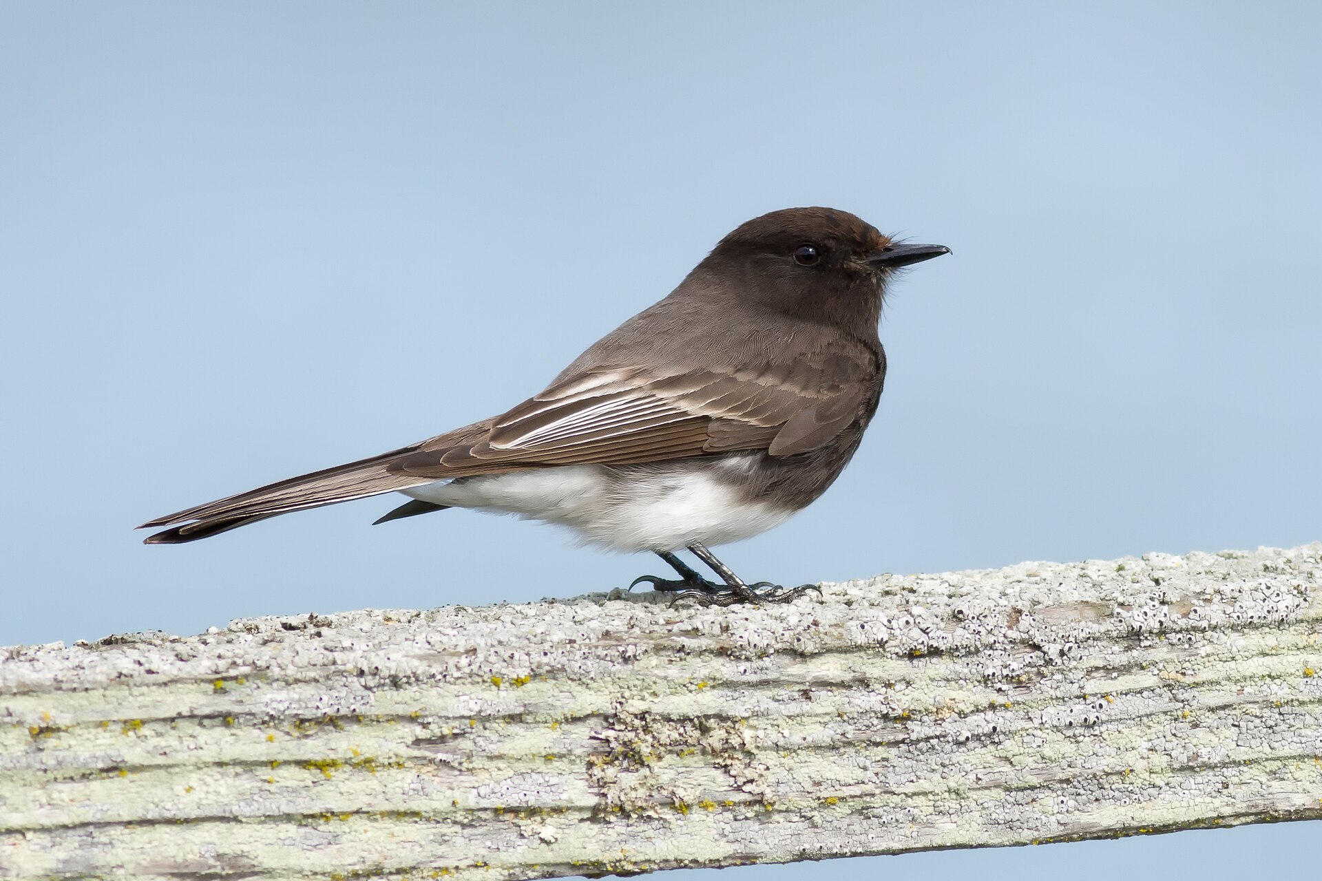 Black Phoebe Information ()