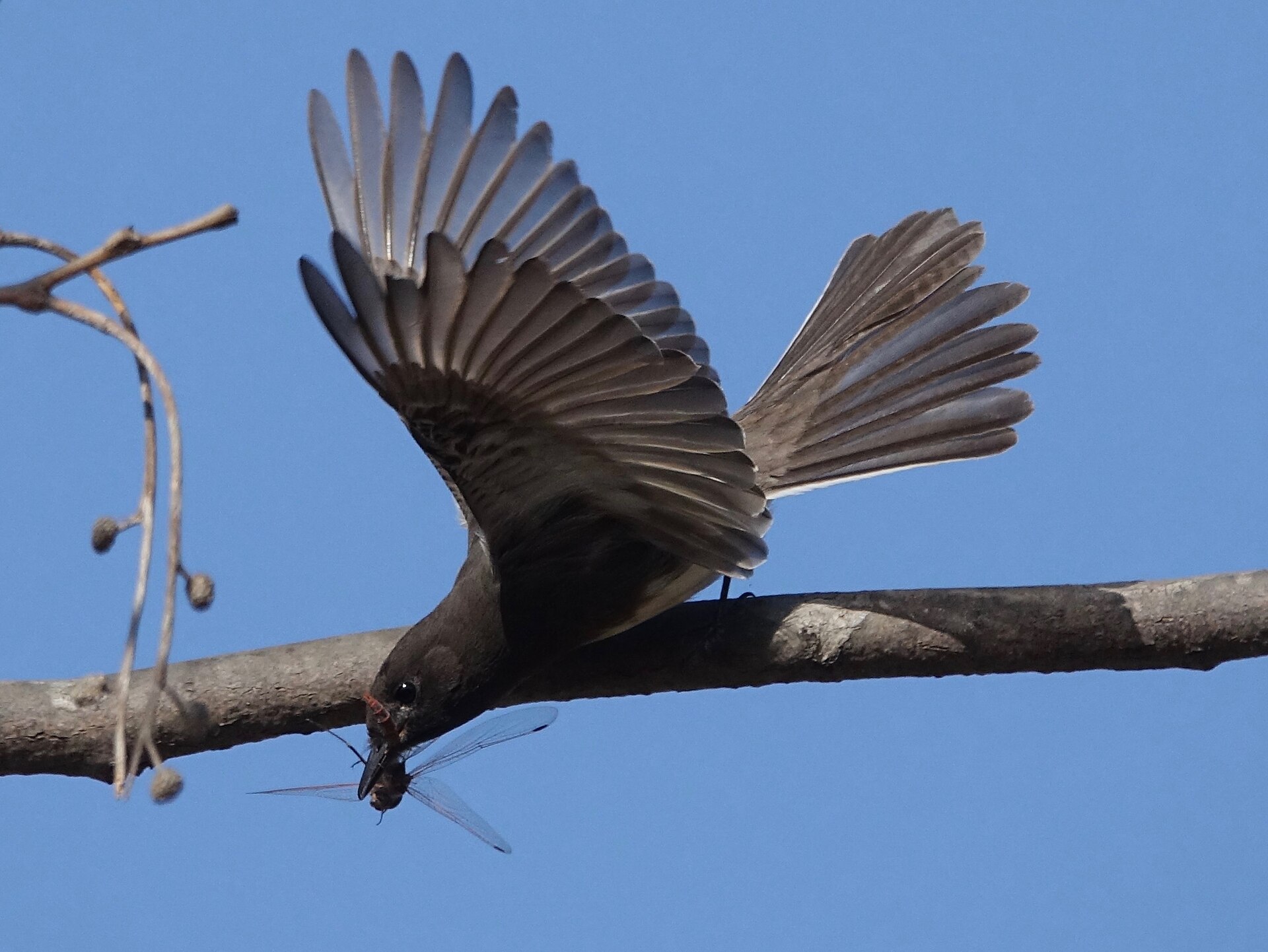 Black Phoebe (Sayornis nigricans)