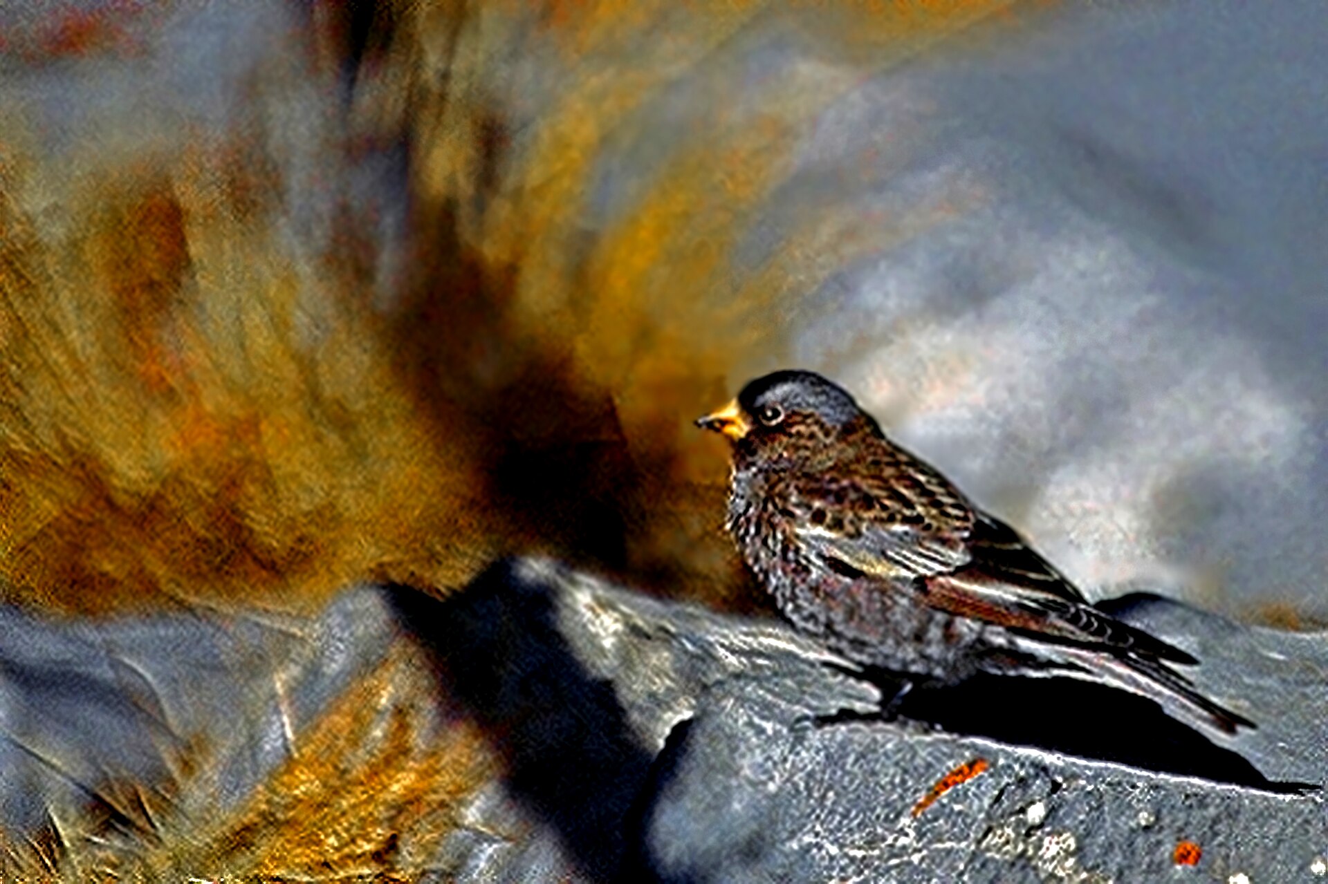 Black Rosy Finch (Leucosticte atrata)