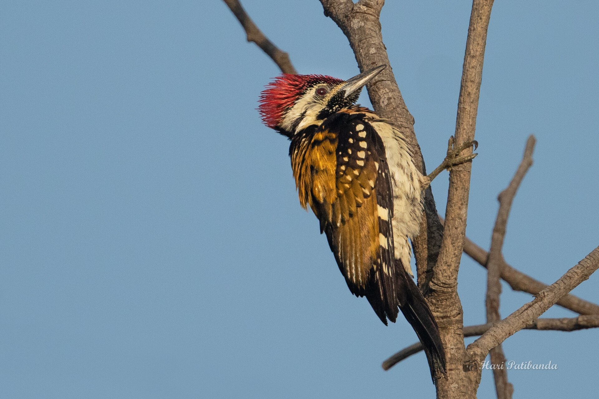 Black-rumped Flameback Woodpecker Black-rumped Flameback Woodpecker (Dinopium benghalense)