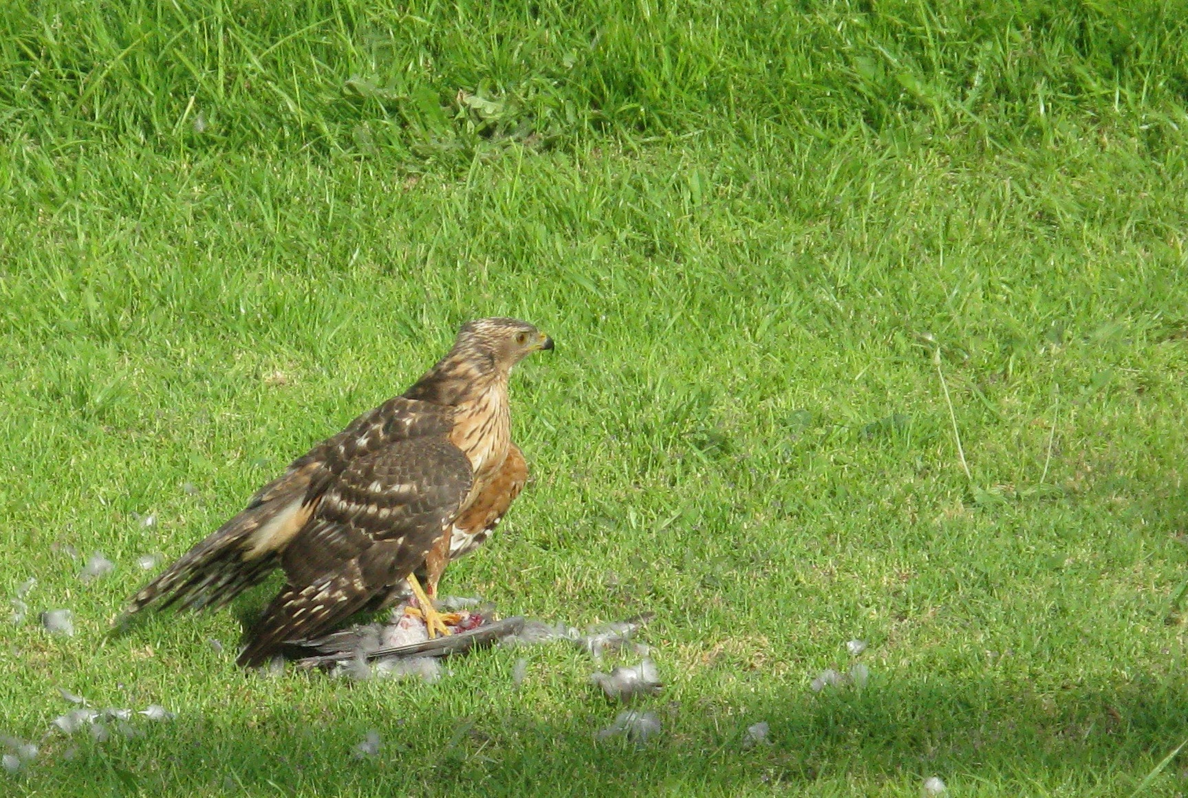 Black Sparrowhawk (Accipiter melanoleucus)
