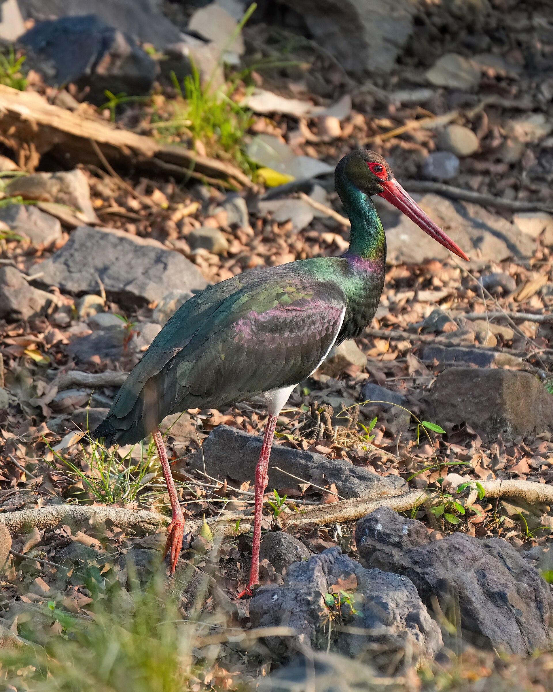 Black Stork (Ciconia nigra)