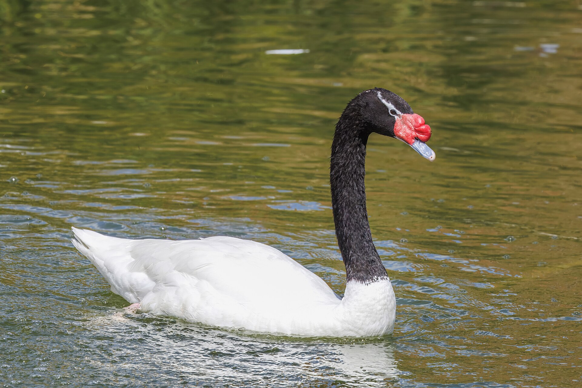 Black Swan Black Swan (Cygnus atratus)