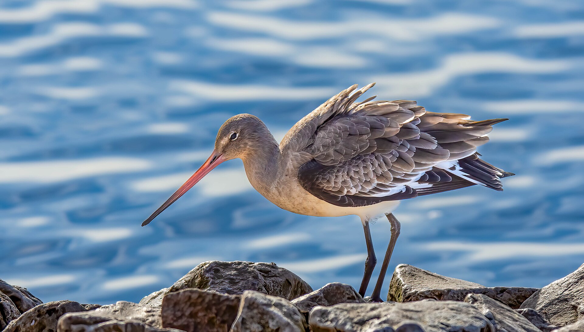 Black-tailed Godwit Black-tailed Godwit (Limosa limosa)
