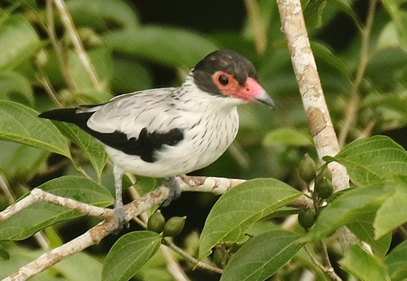 Black-tailed Tityra (Tityra cayana)