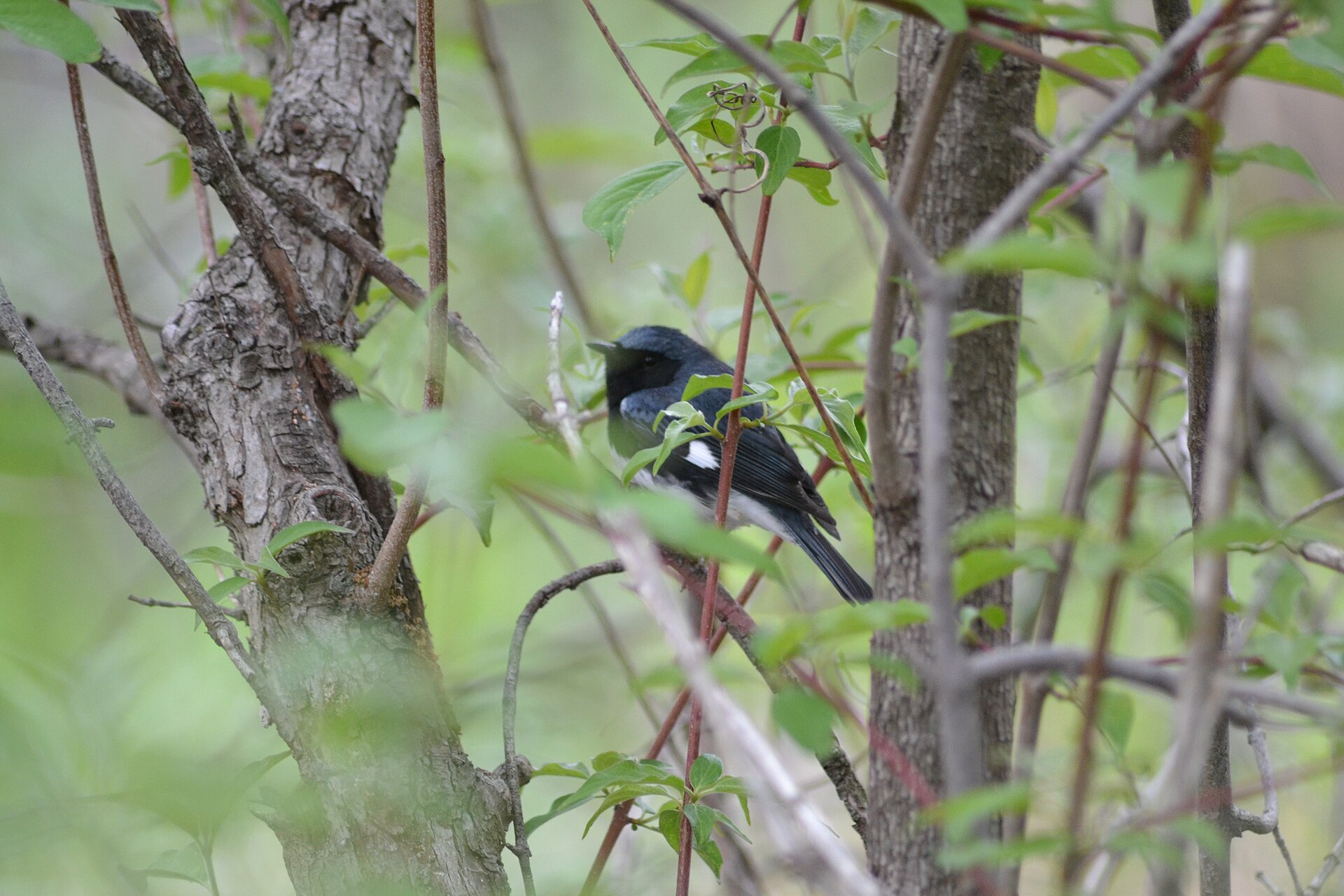 Black-throated Blue Warbler Black-throated Blue Warbler (Setophaga caerulescens)