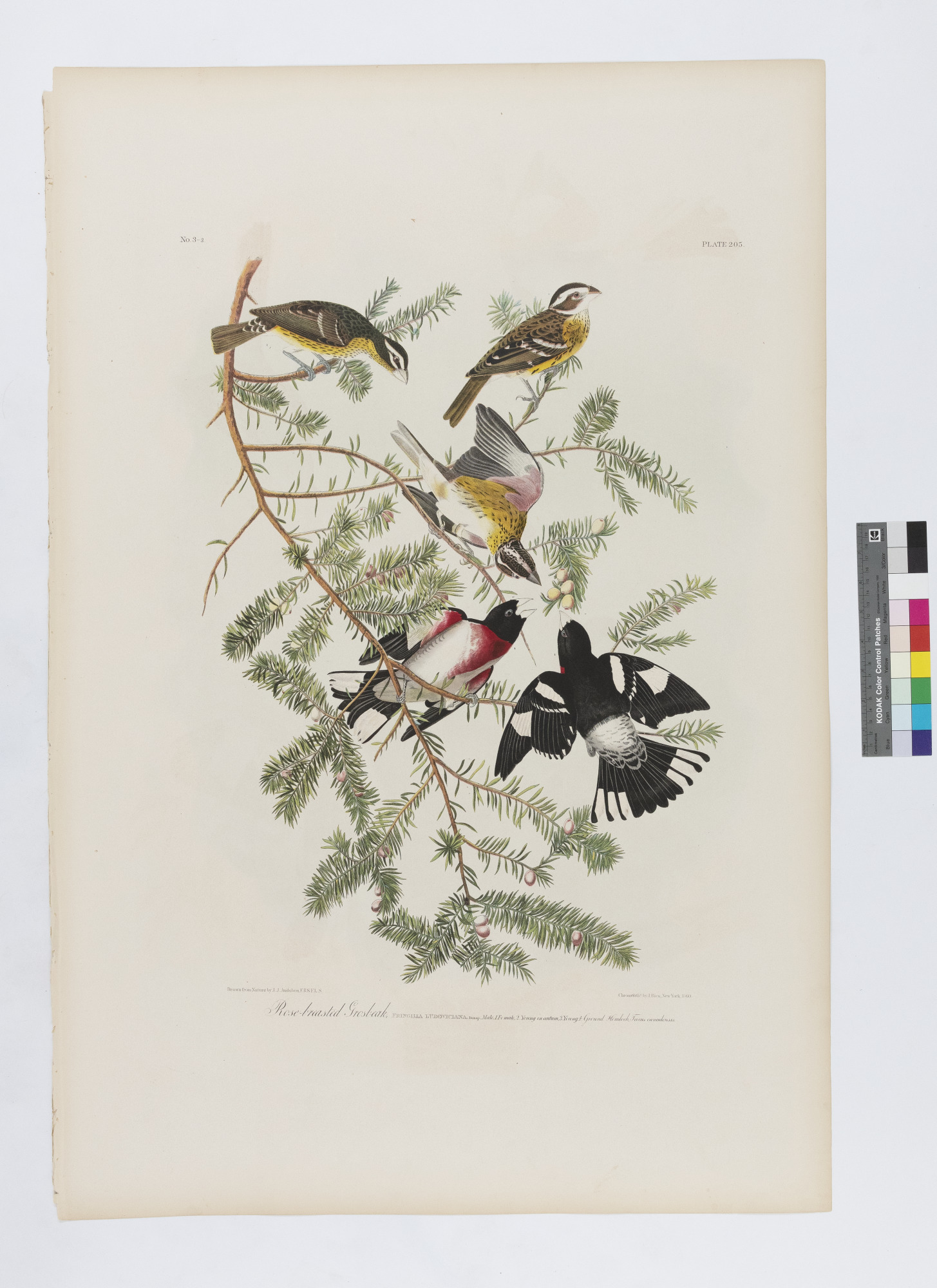 Black-Throated Grosbeak ()