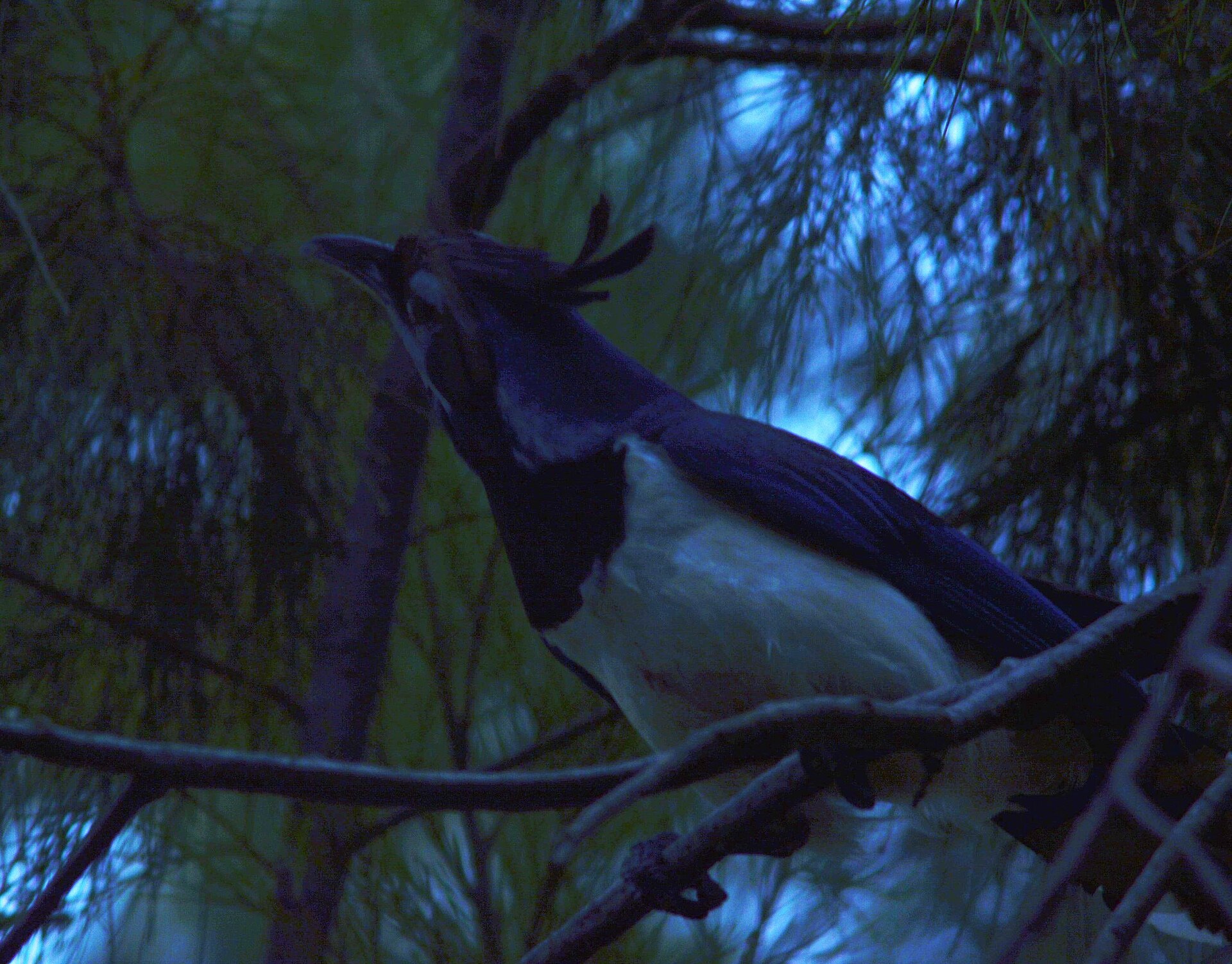 Black-throated Magpie-Jay (Calocitta colliei)
