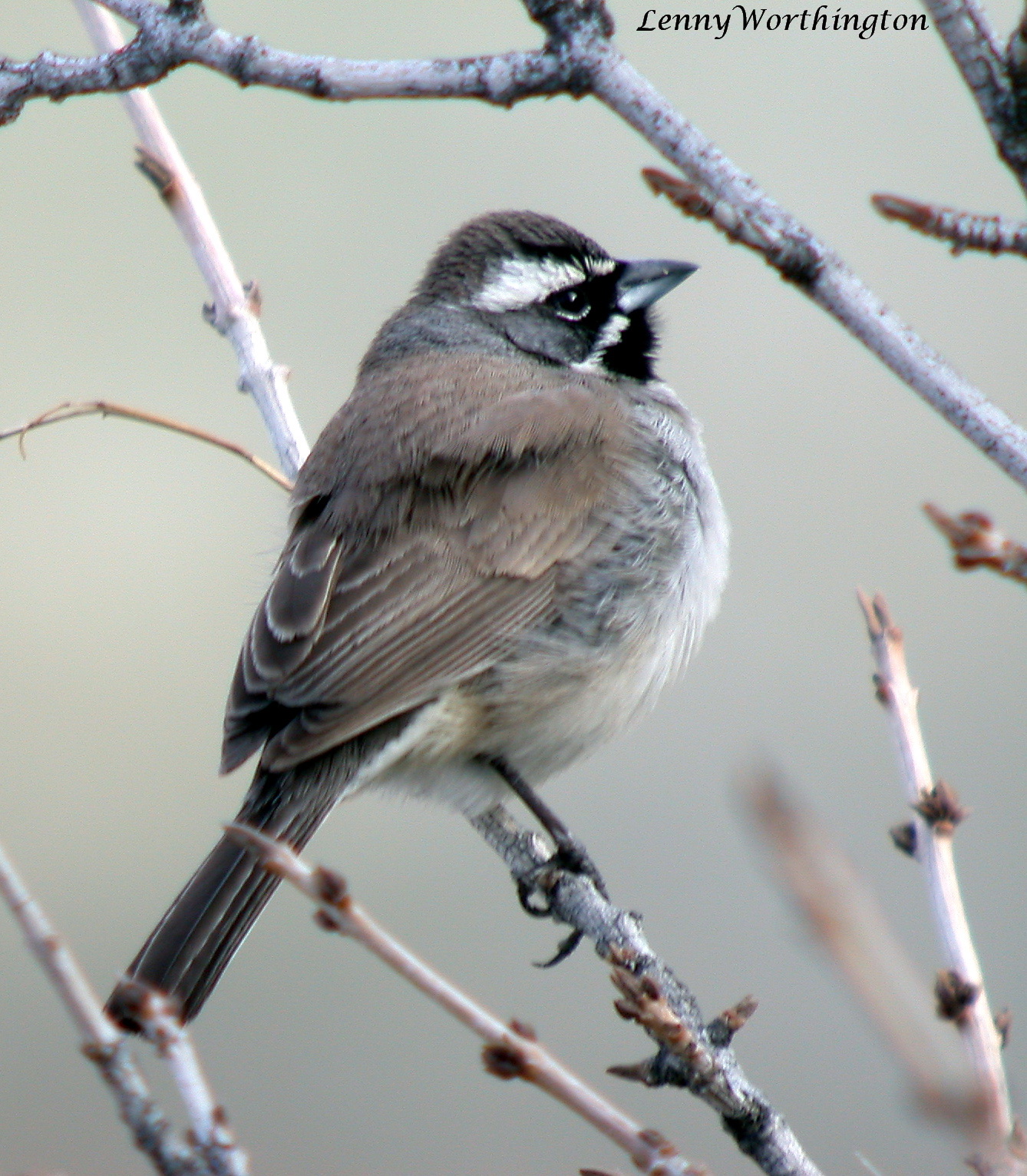 Black-throated Sparrow (Amphispiza bilineata)