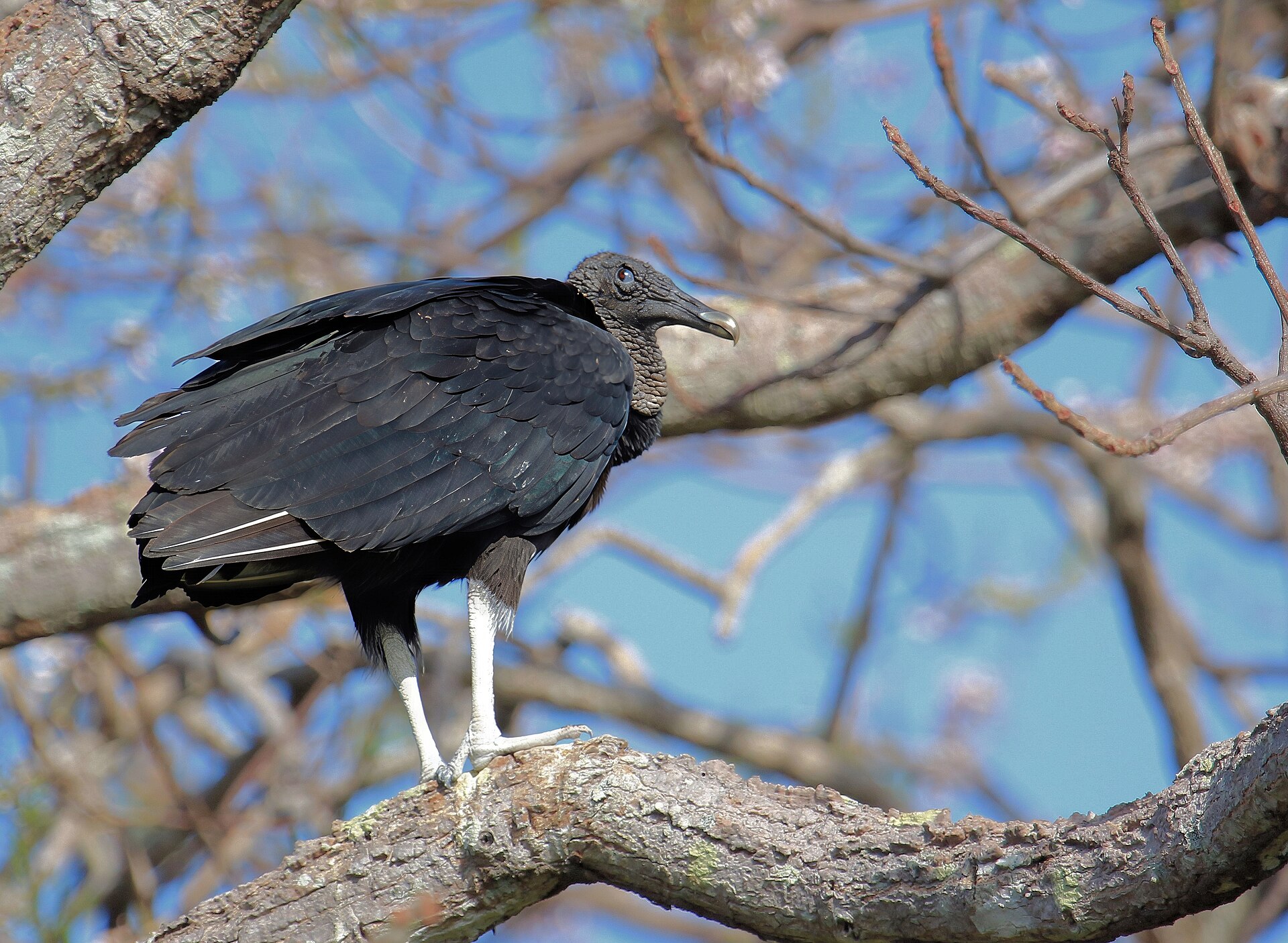 Black Vulture Black Vulture (Coragyps atratus)