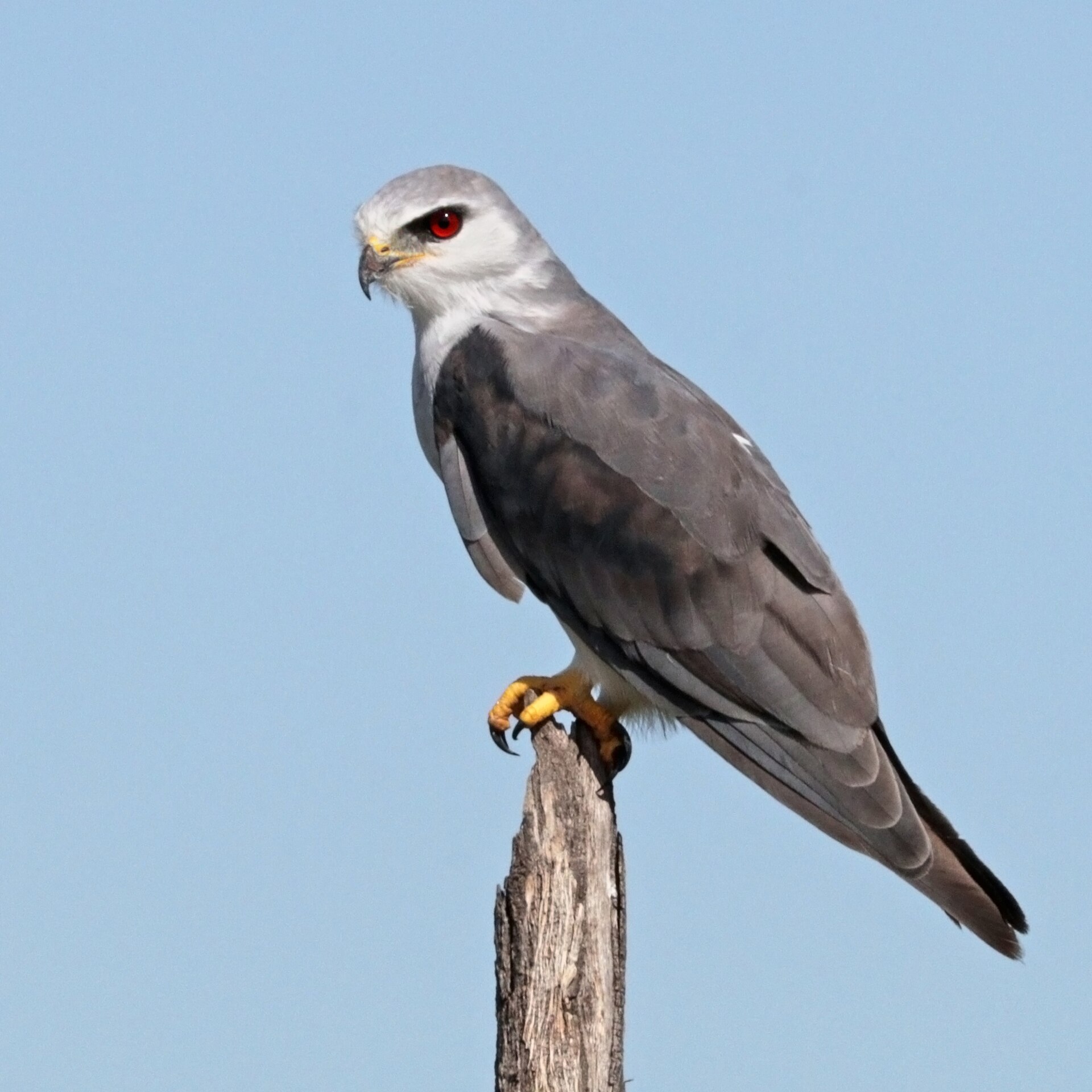 Black-winged Kite Black-winged Kite ()