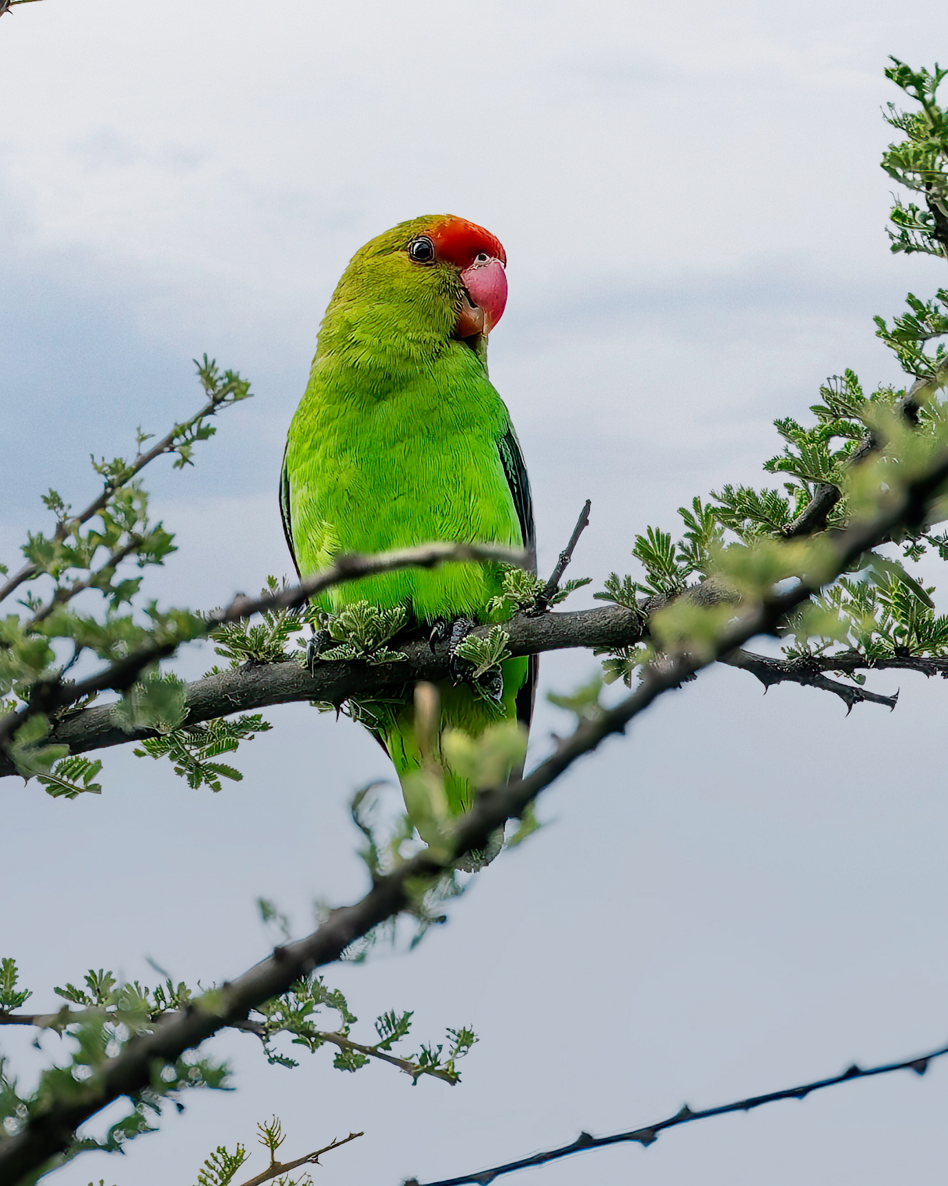 Black-Winged Lovebird Black-Winged Lovebird ()