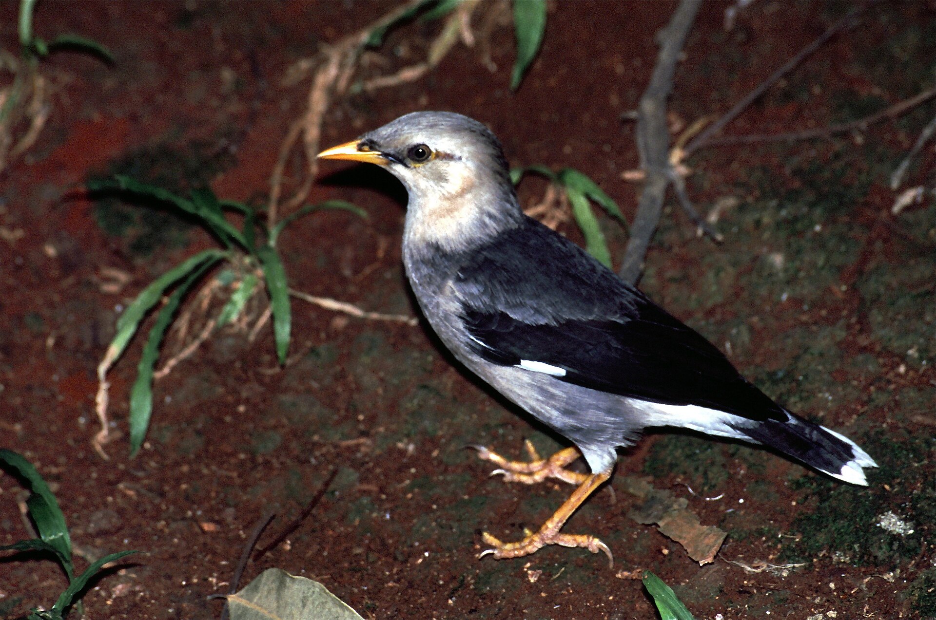 Black-winged Myna Black-winged Myna (Acridotheres melanopterus)