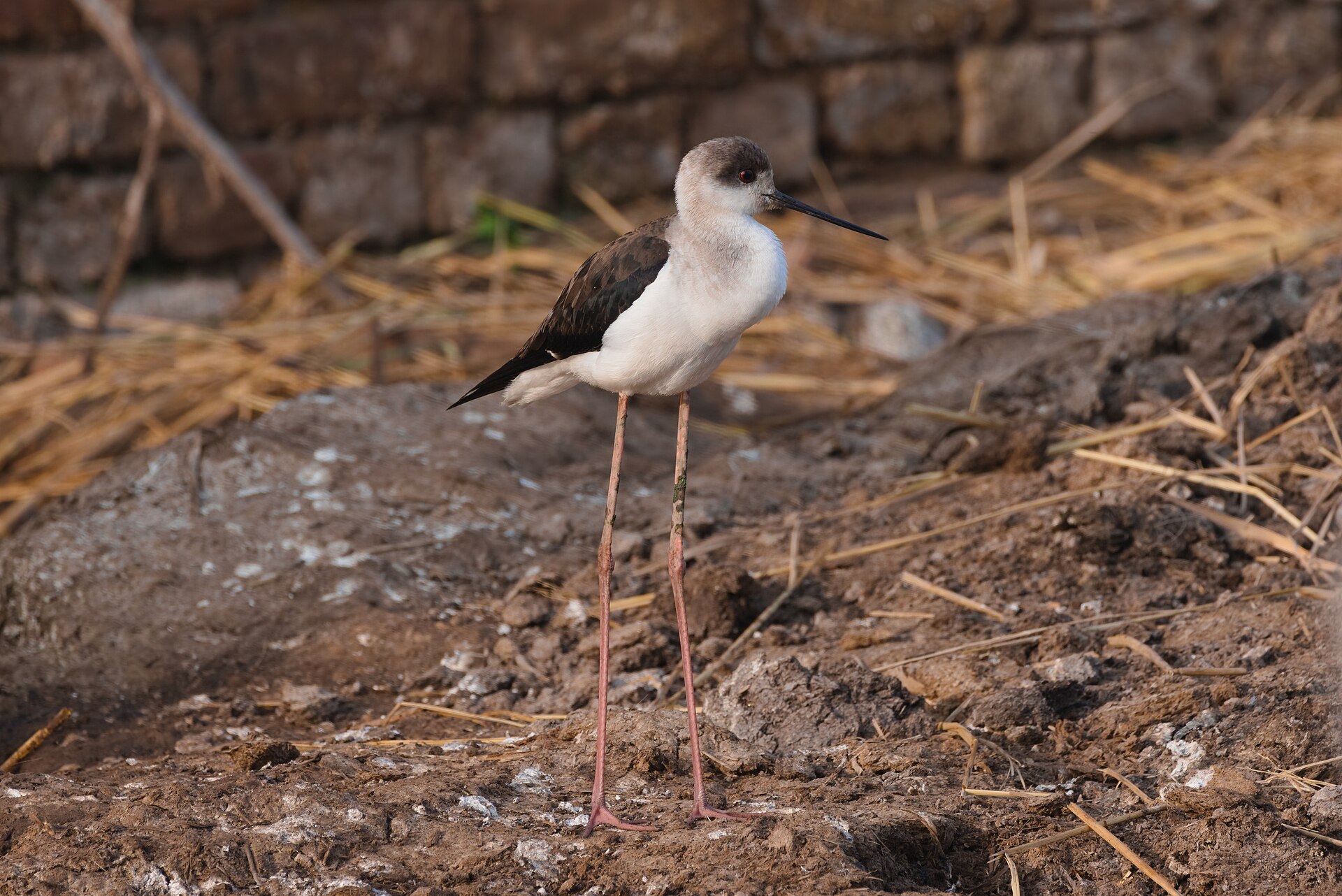 Black-winged Stilt (Himantopus himantopus)