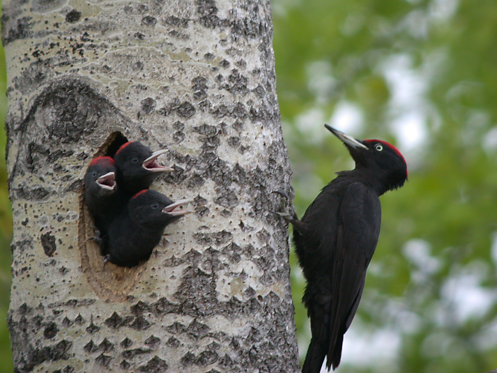 Black Woodpecker (Melanerpes pucherani)