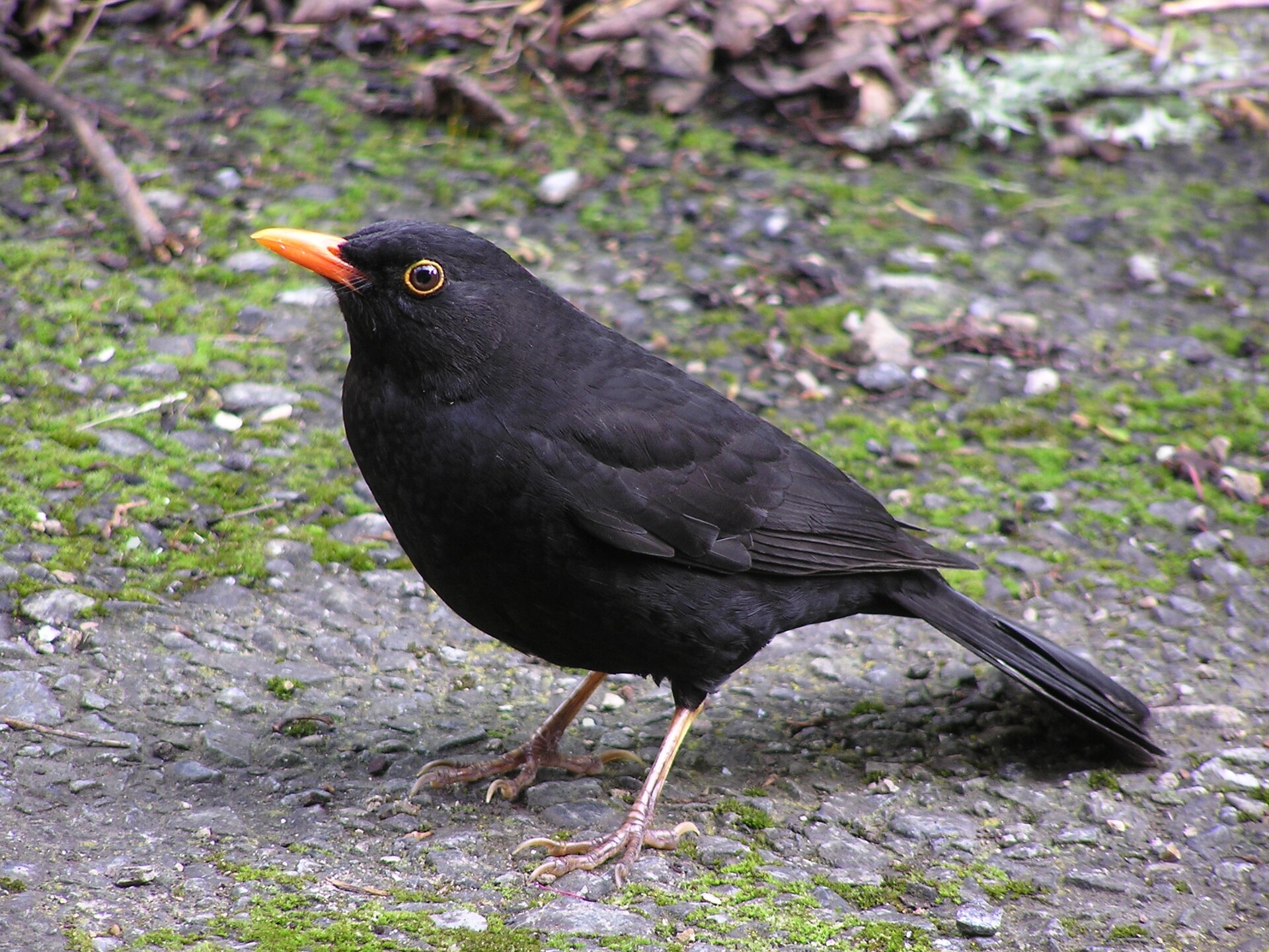 Blackbird (Turdus merula)