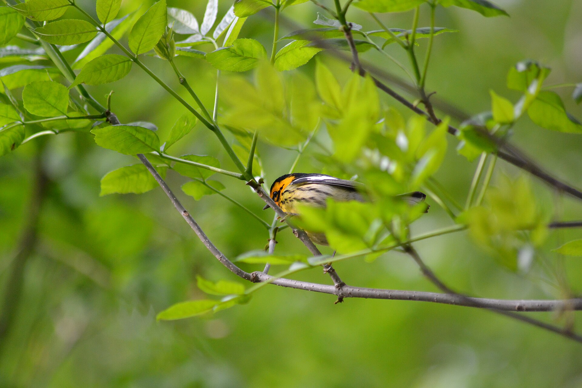 Blackburnian Warbler Blackburnian Warbler (Setophaga fusca)