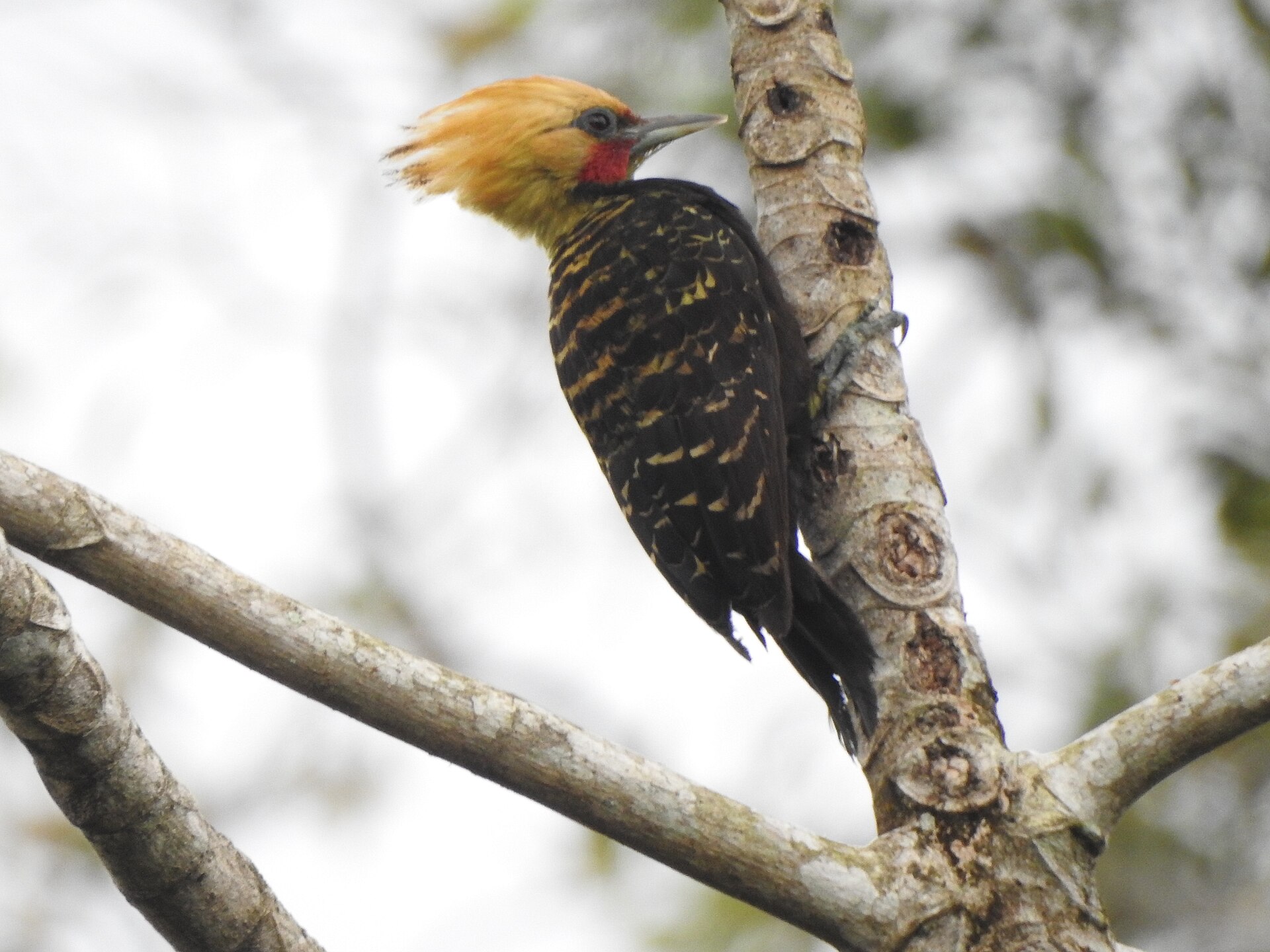 Blonde-Crested Woodpecker (Celeus flavescens)