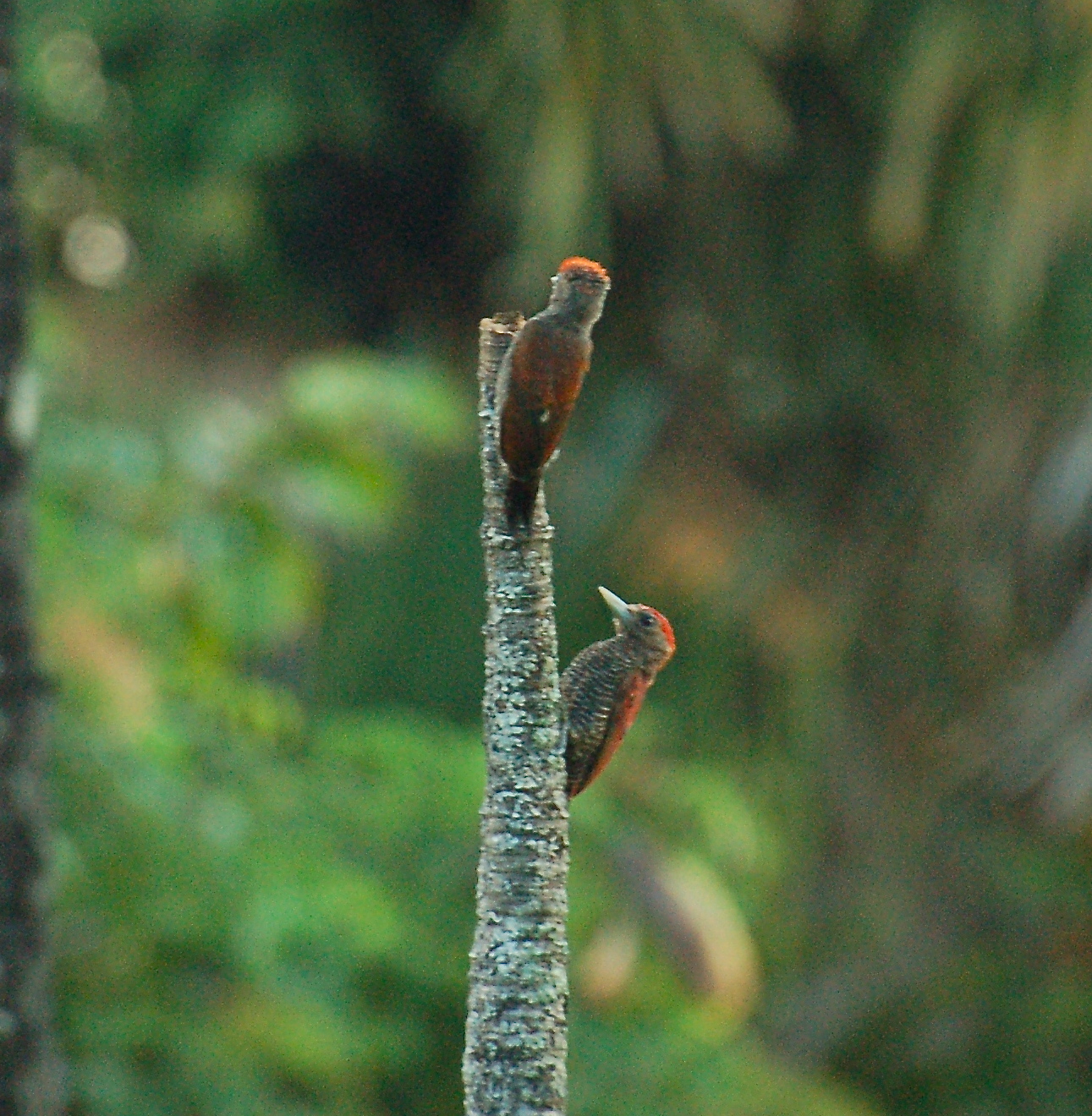Blood-colored Woodpecker Blood-colored Woodpecker ()