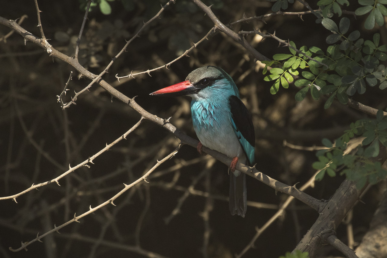 blue breasted kingfisher