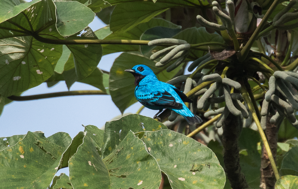 Blue Cotinga Blue Cotinga ()