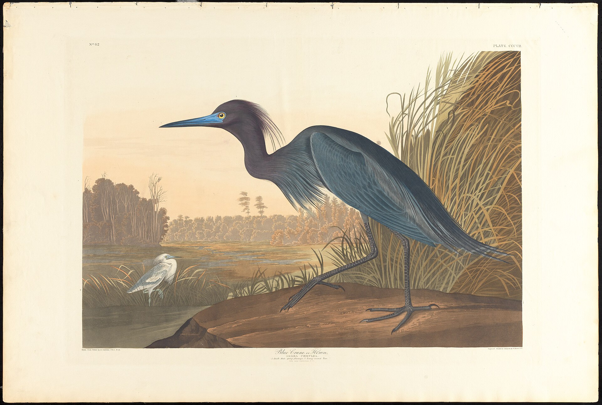 Blue Crane Identification Blue Crane Identification ()
