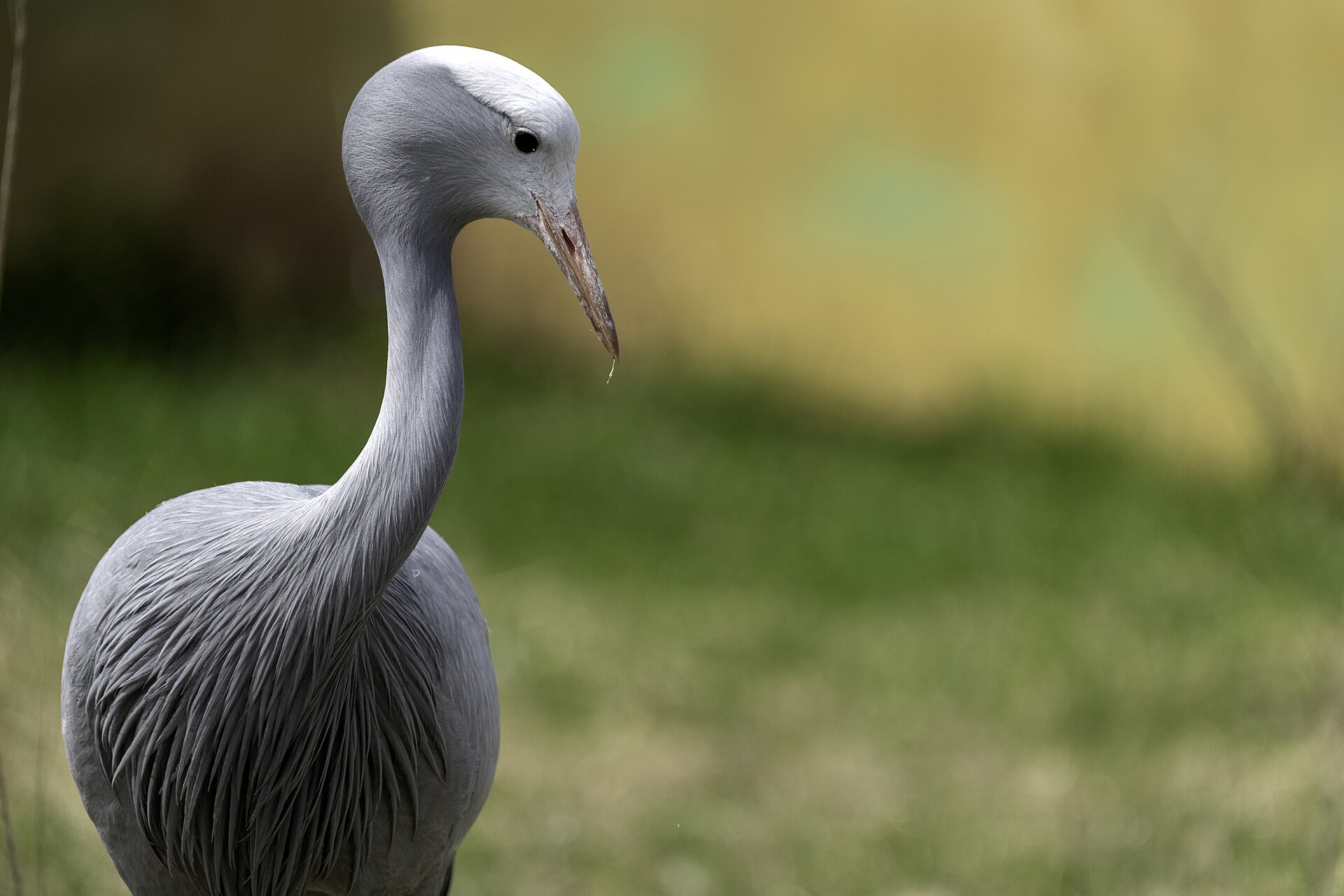 Blue Crane (Anthropoides paradiseus)