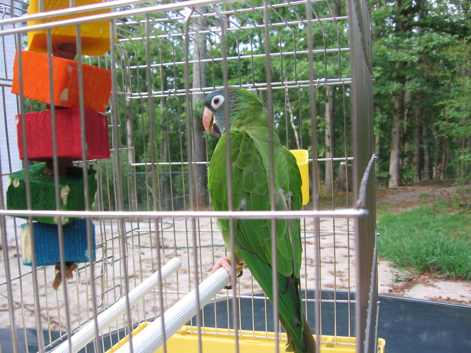 Blue-Crowned Conure (Thectocercus acuticaudatus)