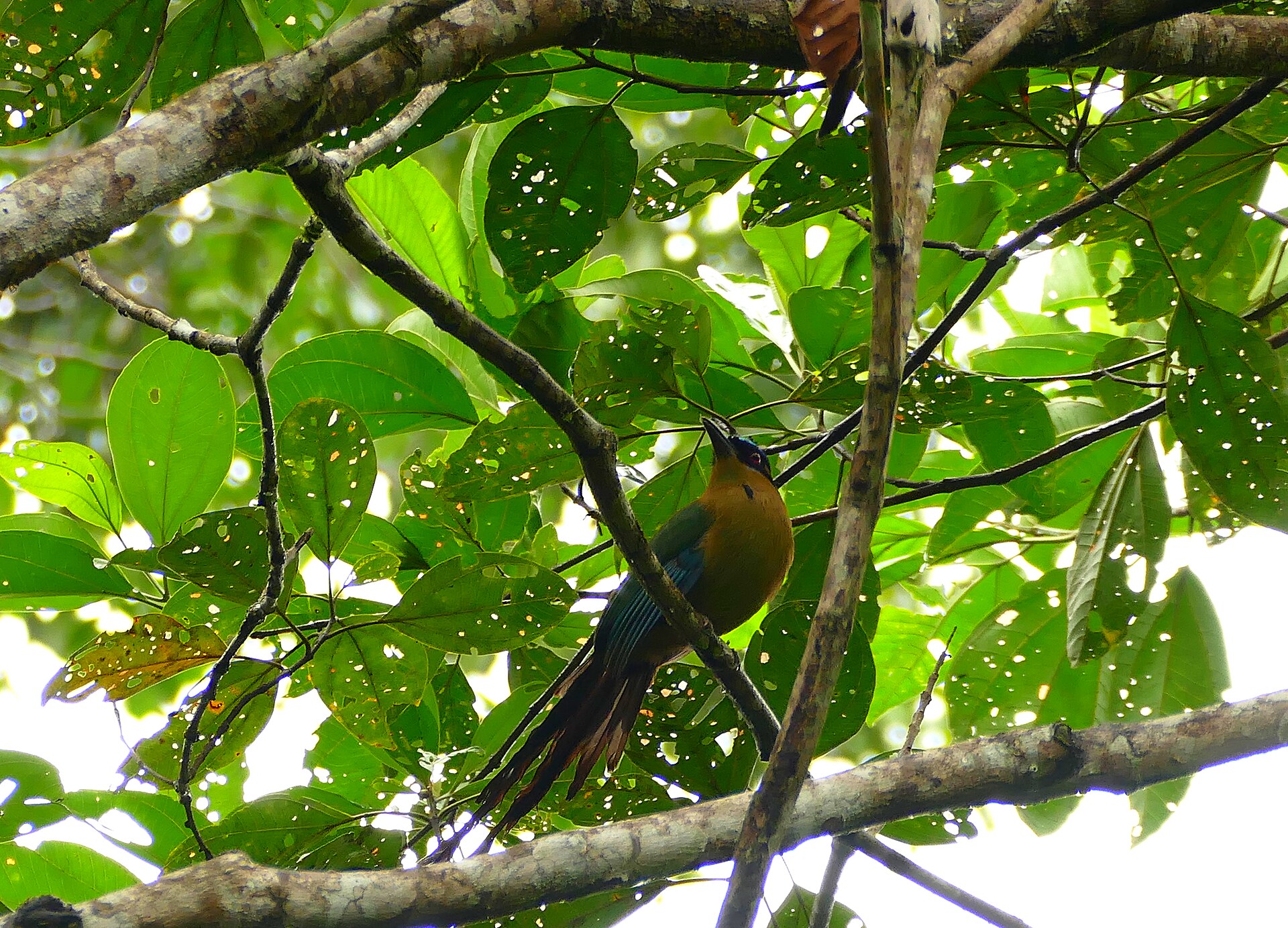 Blue-crowned Motmot Blue-crowned Motmot (Momotus momota)