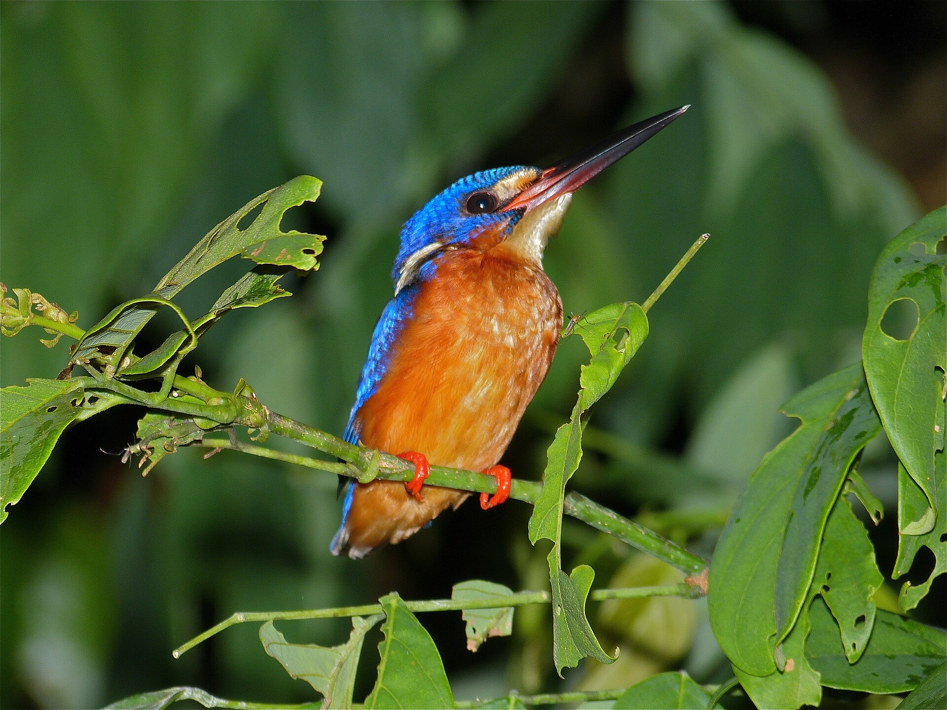 Blue-eared Kingfisher Blue-eared Kingfisher ()
