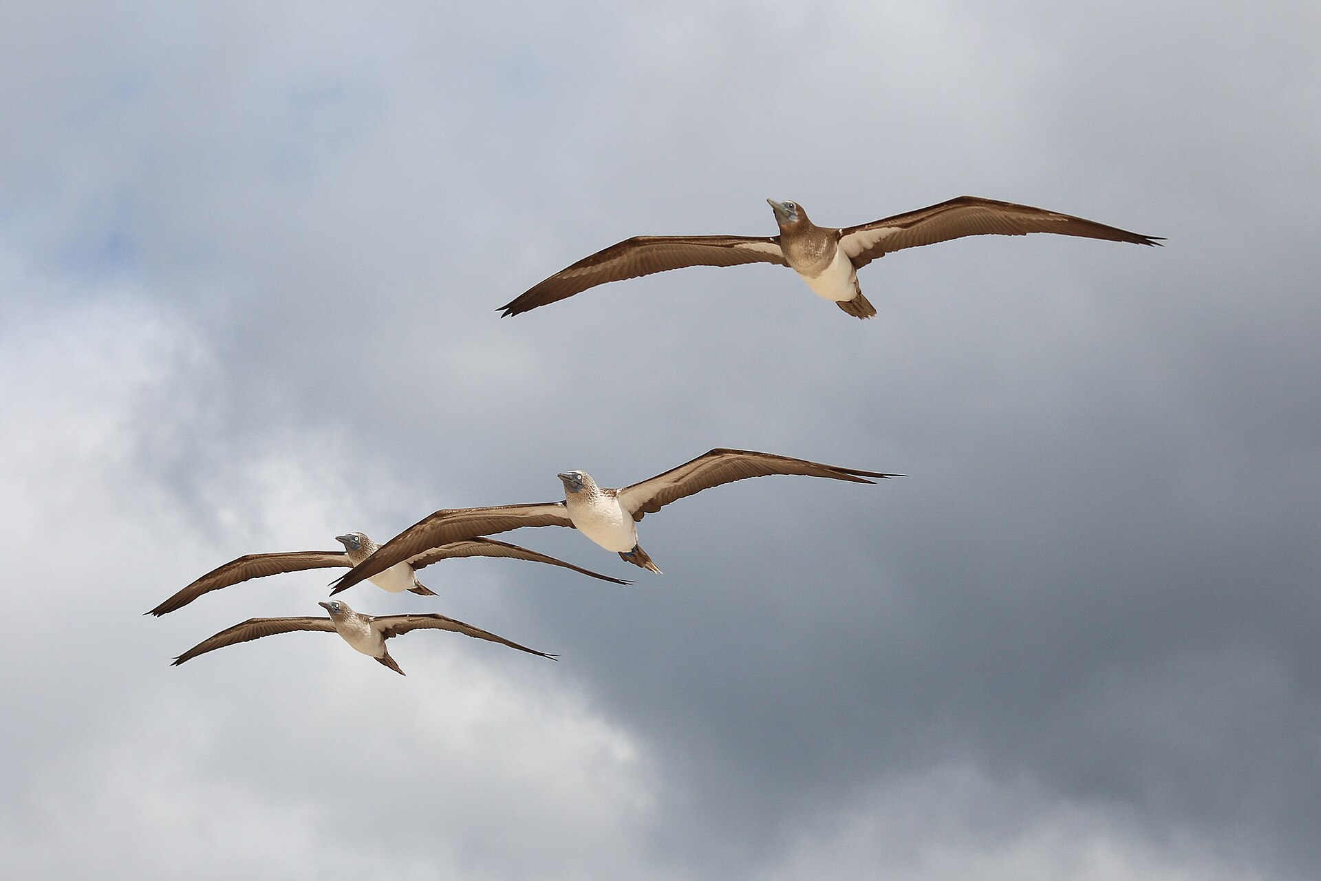 Blue-Footed Booby Blue-Footed Booby (Sula nebouxii)