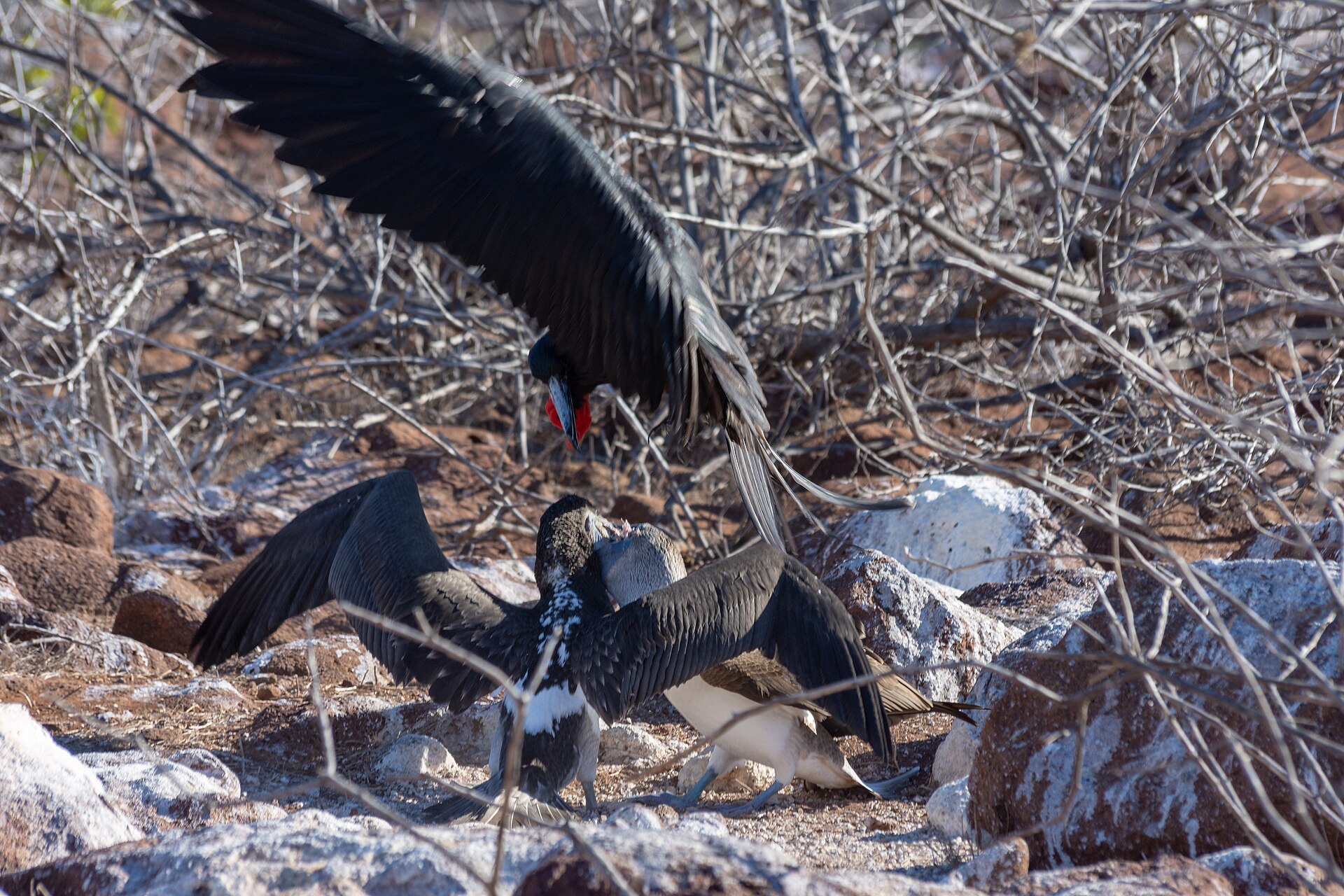 blue footed frigatebird
