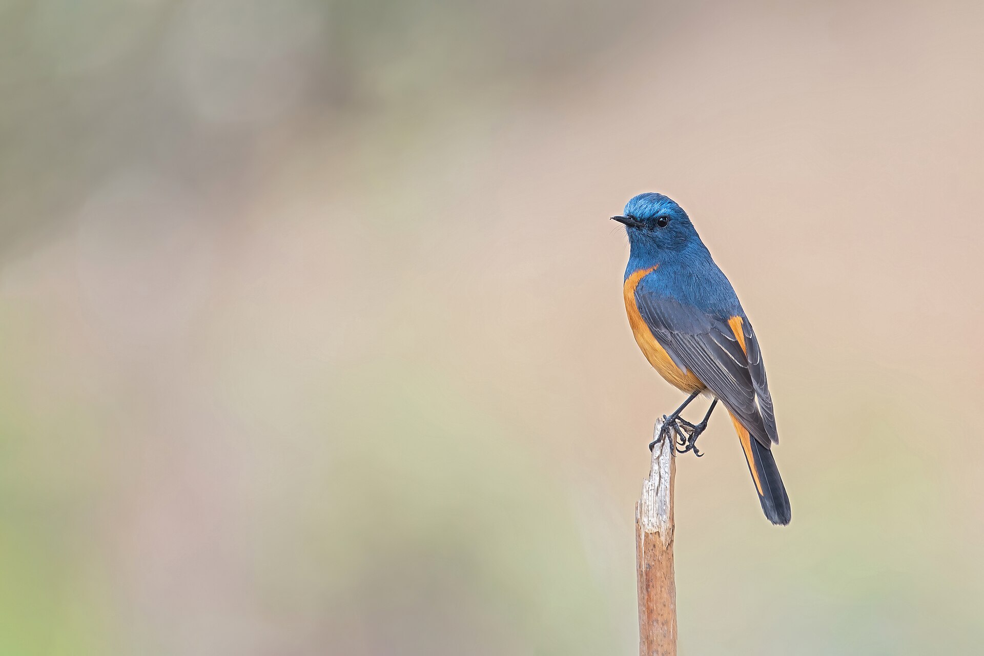 Blue-fronted Redstart ()