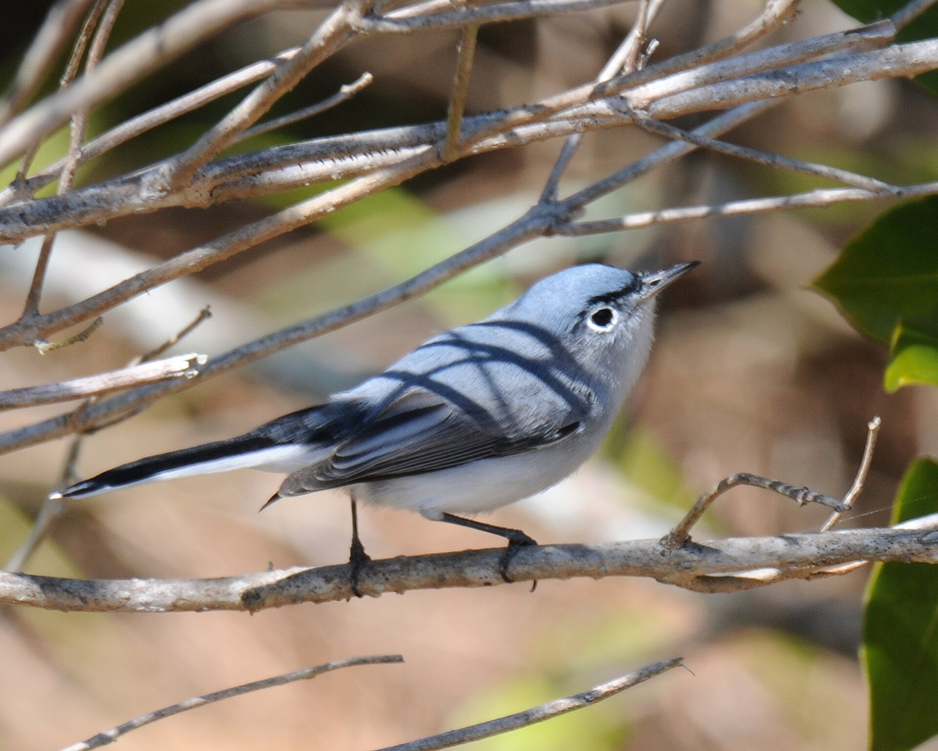 blue gray gnatcatcher