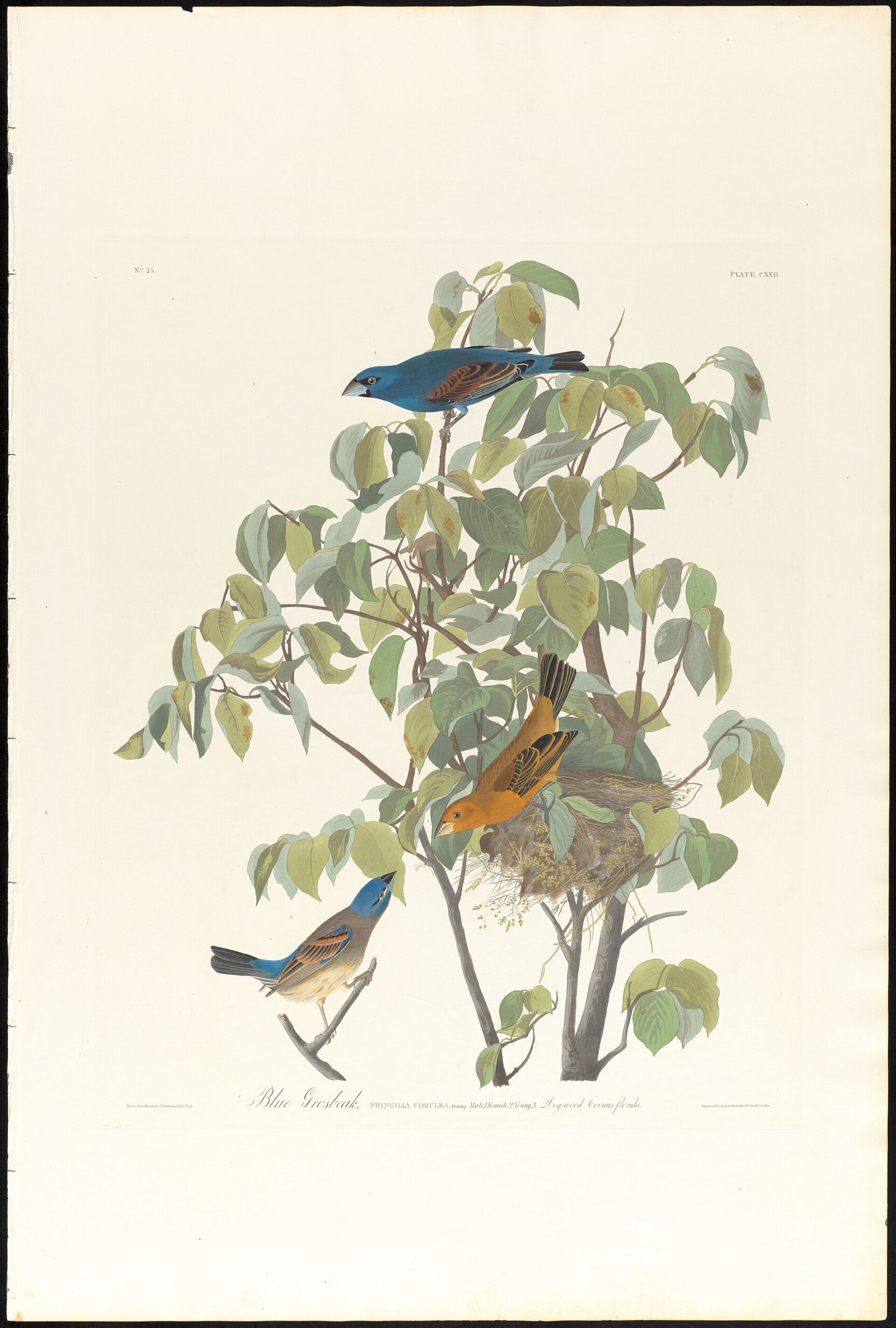 blue grosbeak identification scaled