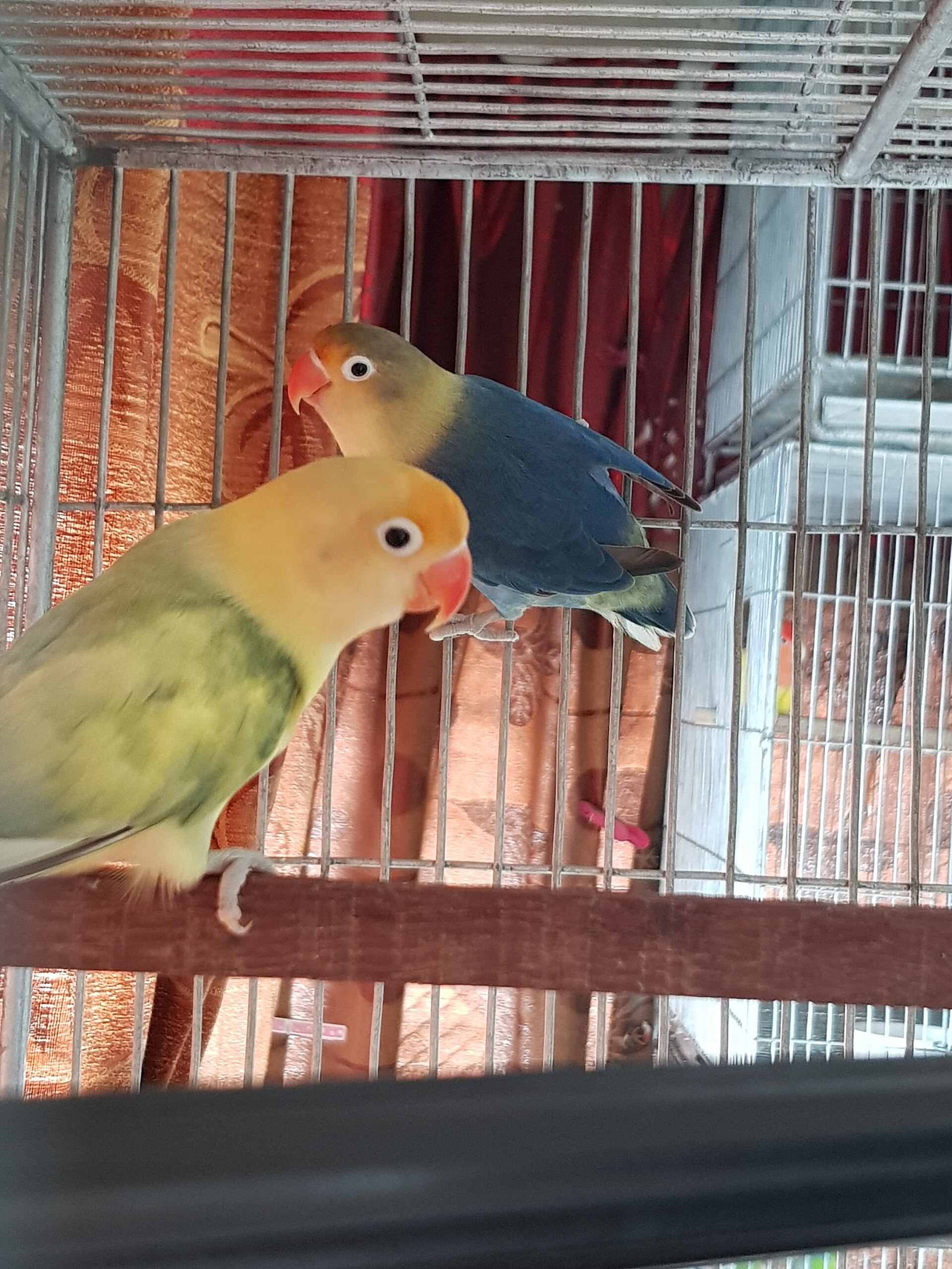 Blue-headed Lovebird (Agapornis personata)