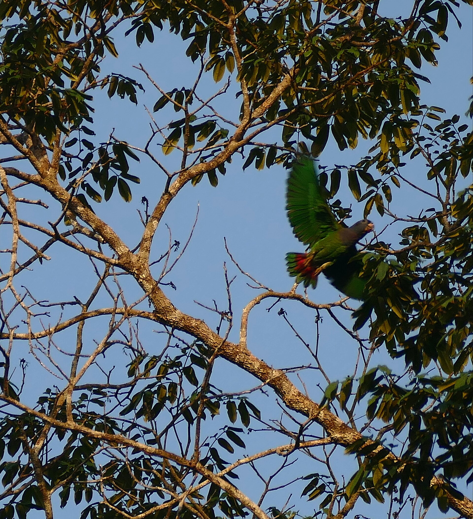 Blue-headed Parrot (Cotorra cheja)