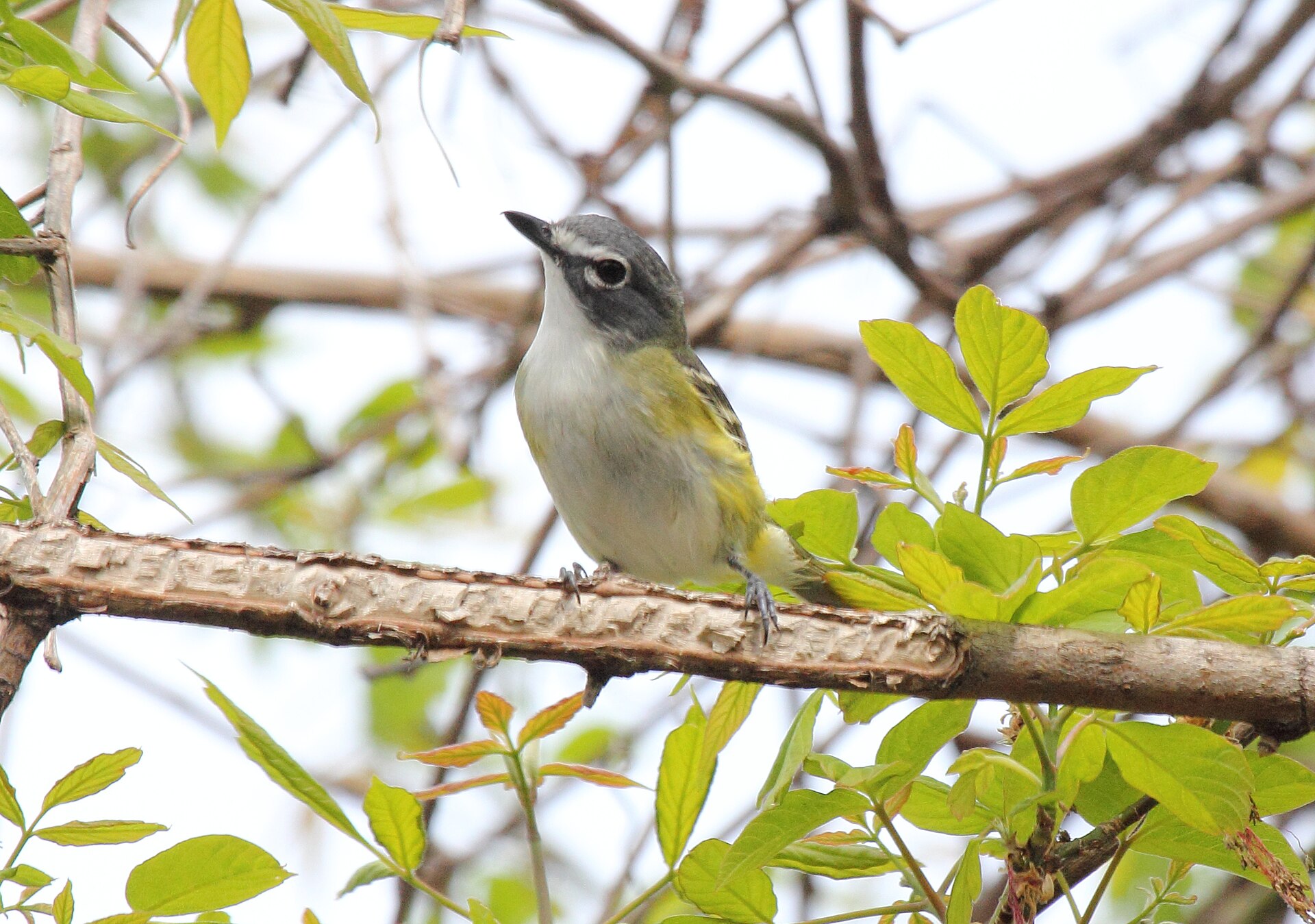 Blue-Headed Vireo ()